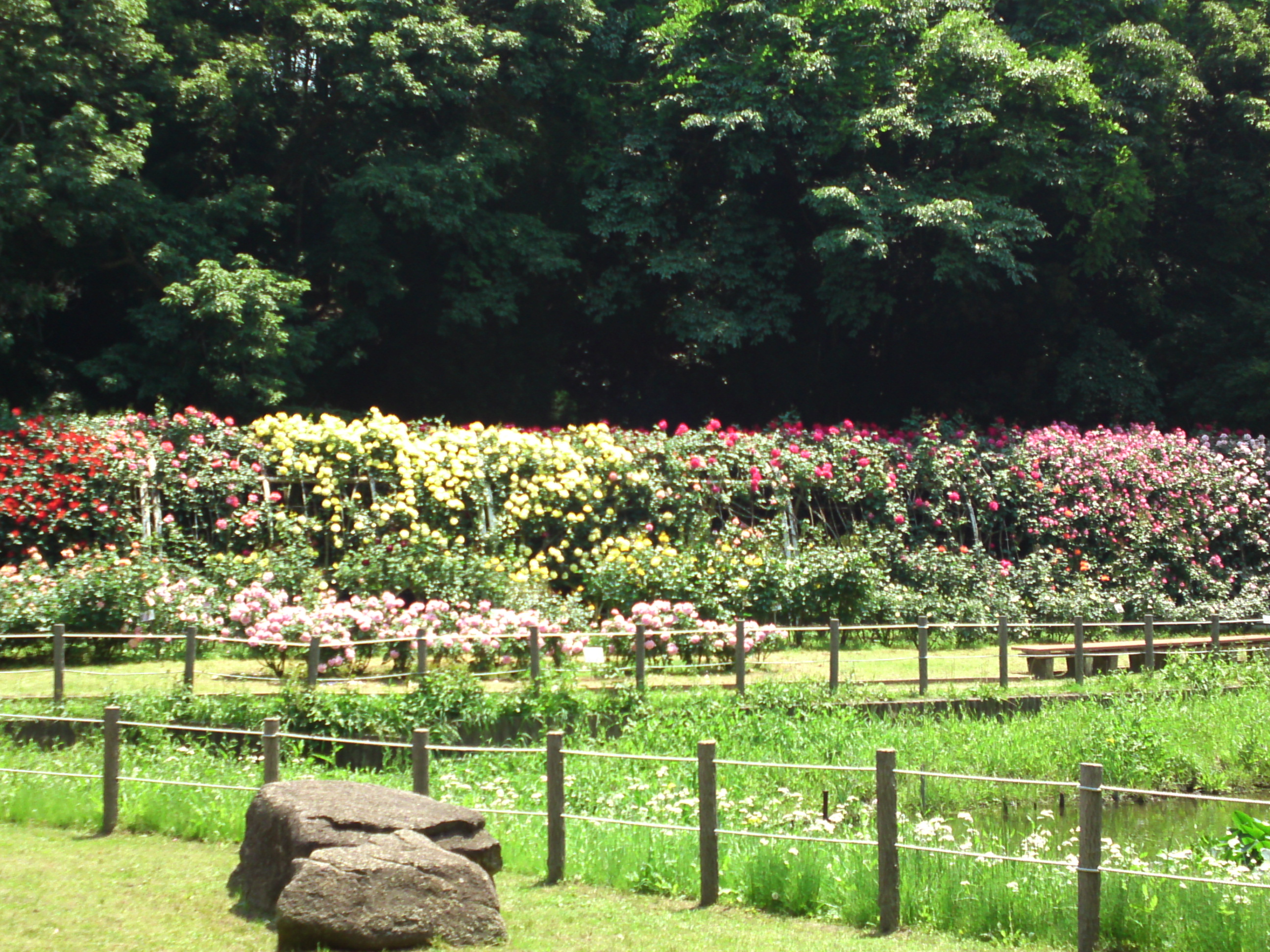 2017年大町自然観察園のバラ園５７