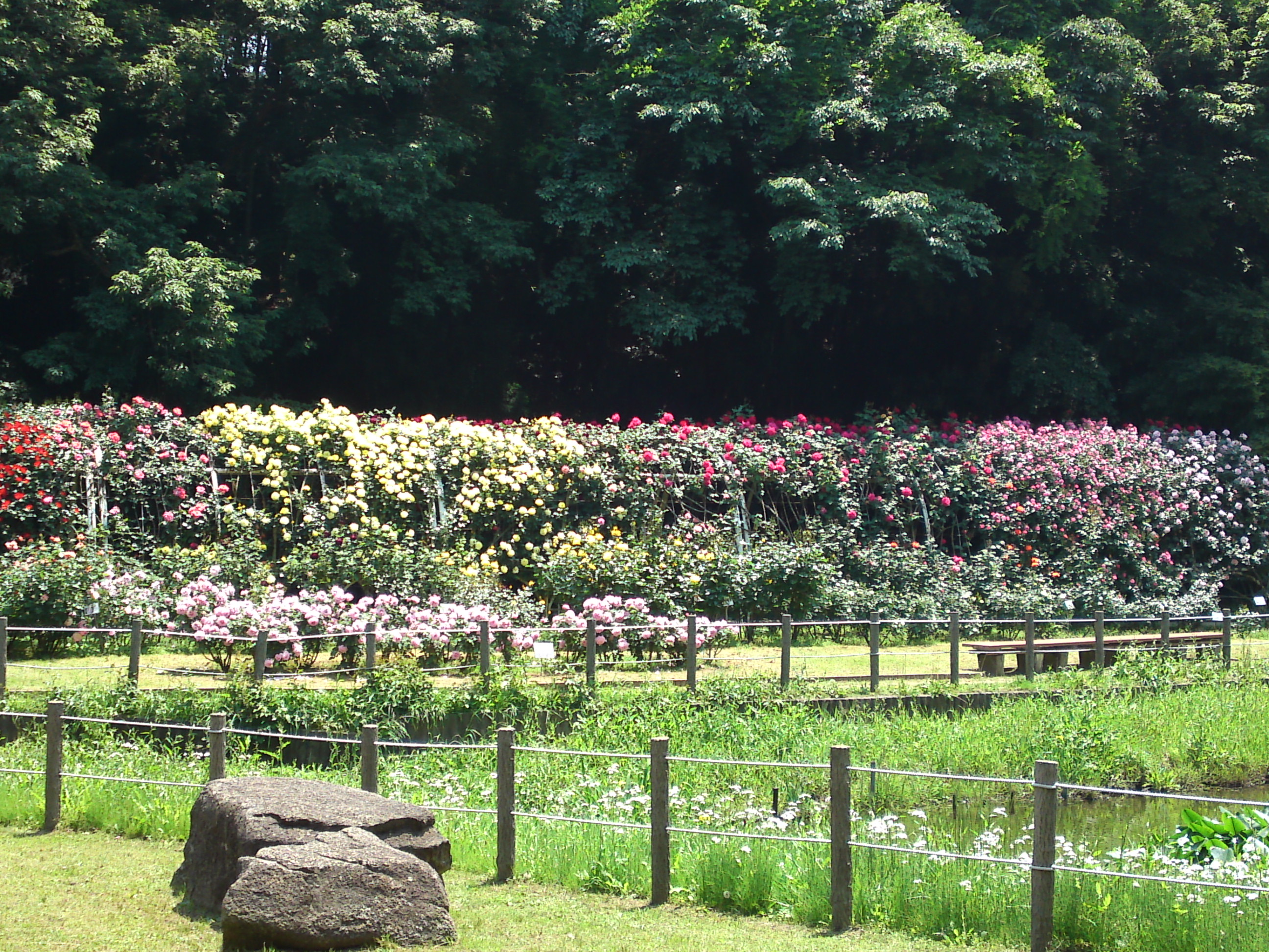 2017年大町自然観察園のバラ園５８