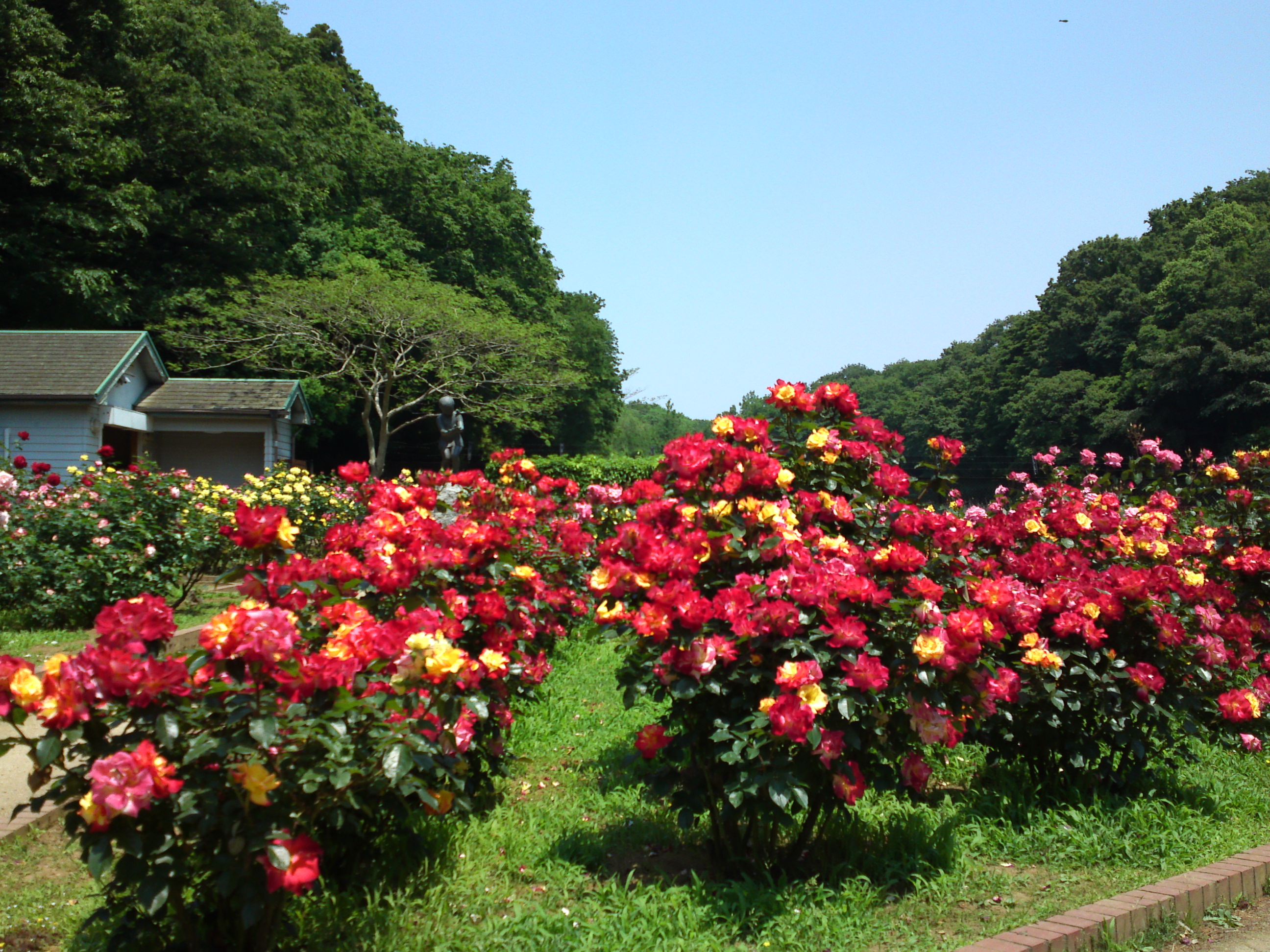 2017年大町自然観察園のバラ園５９