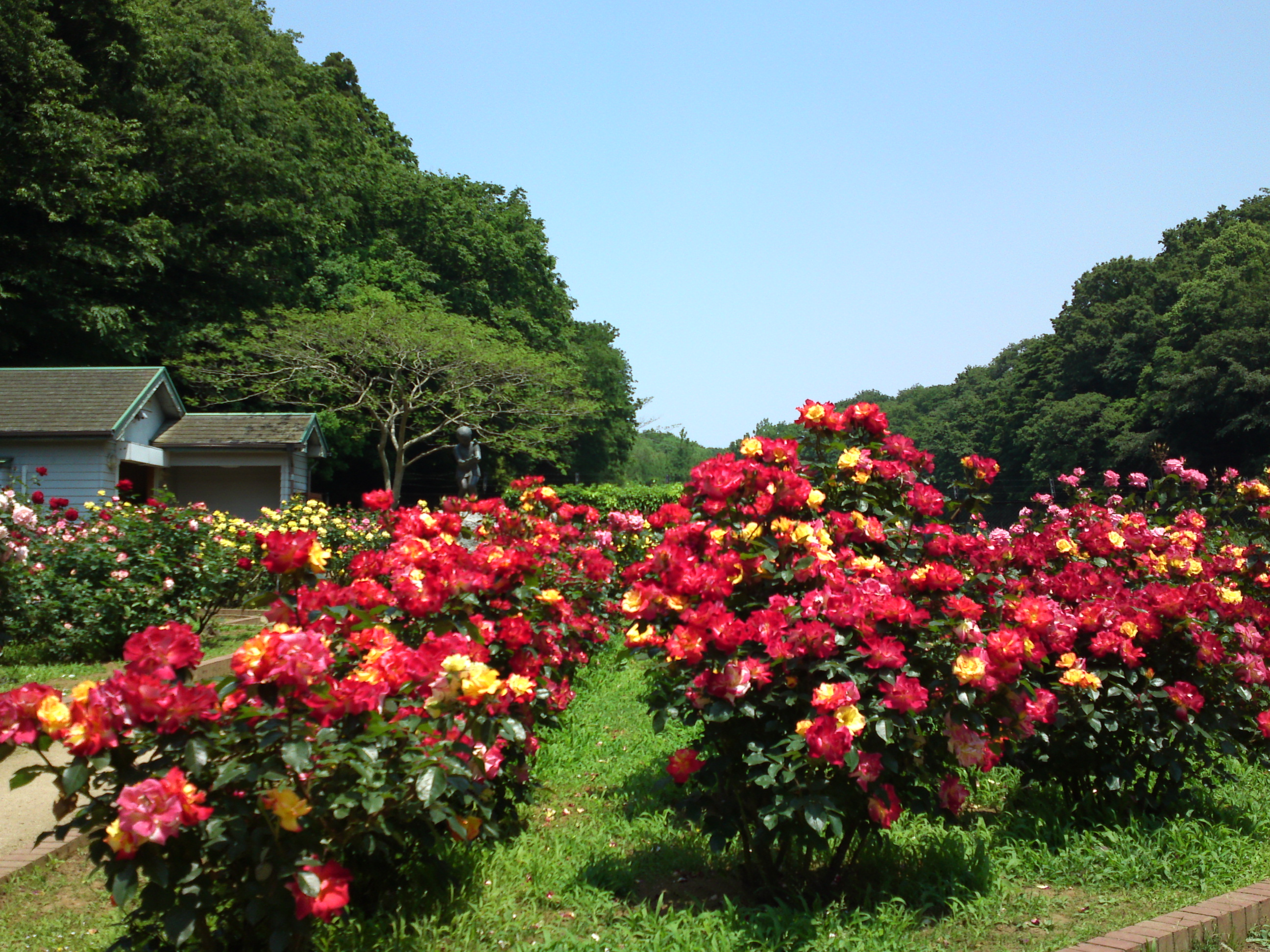 2017年大町自然観察園のバラ園６０