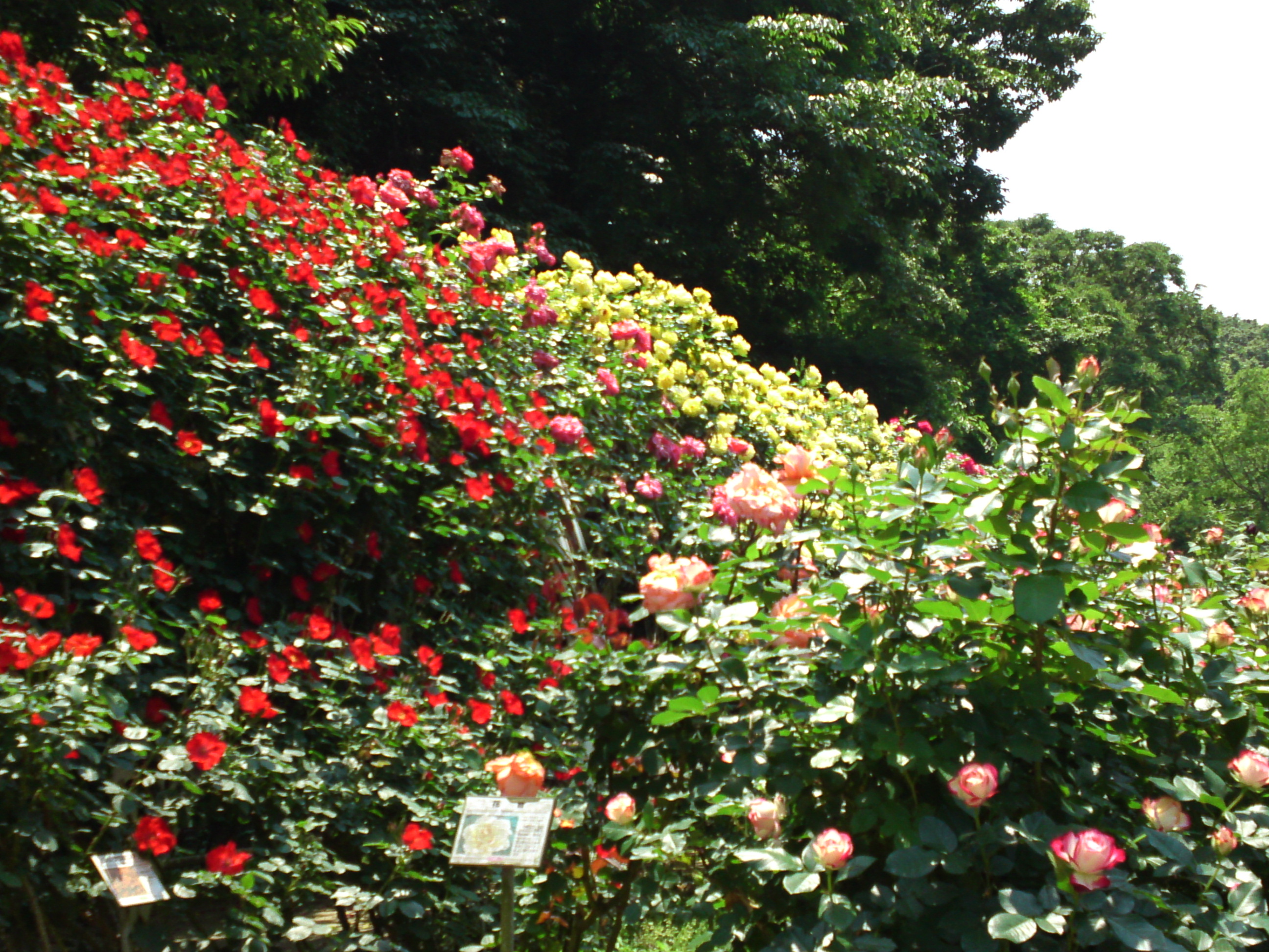 2017年大町自然観察園咲く満開のバラの花４