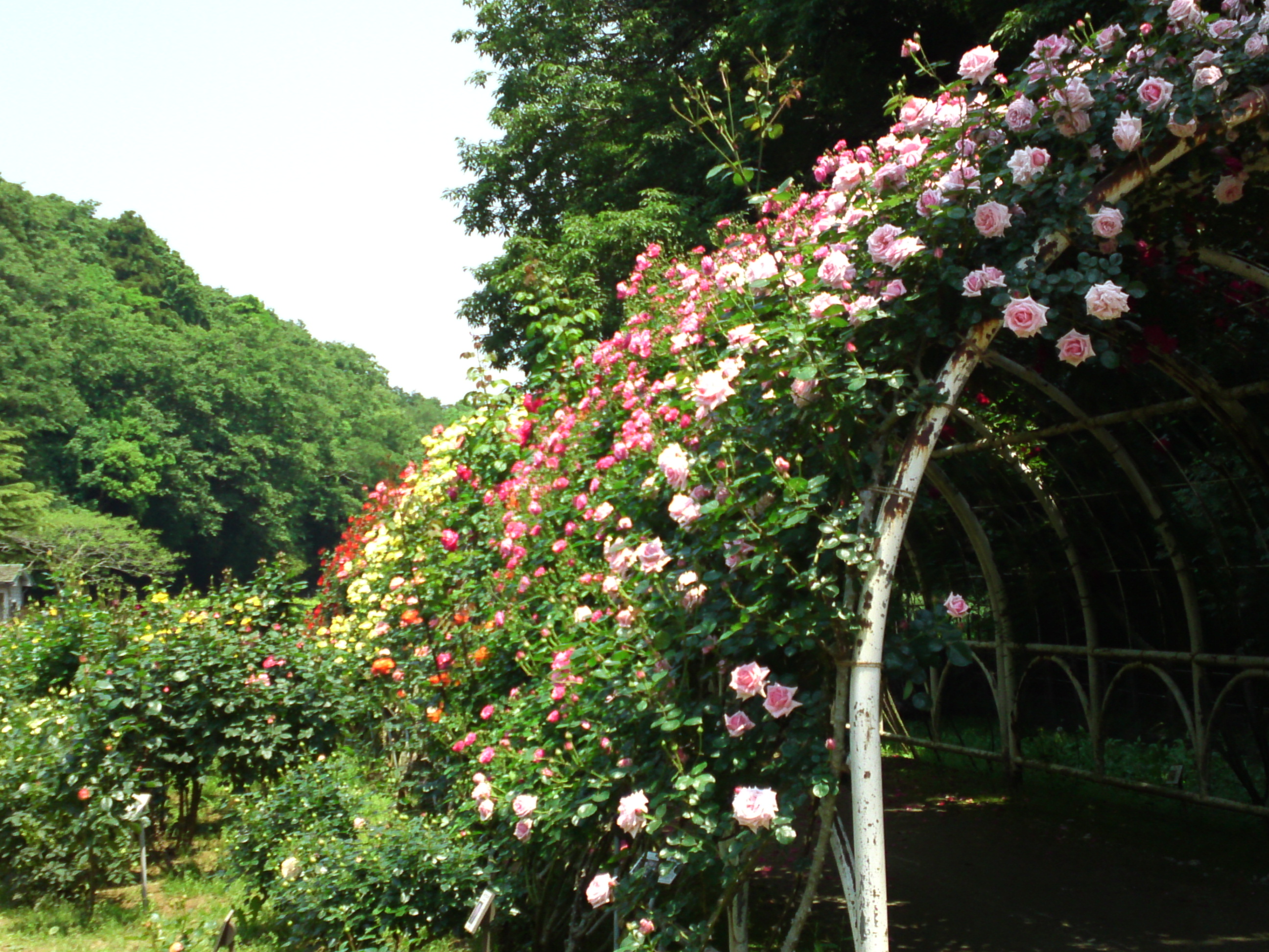 2017年大町自然観察園咲く満開のバラの花１