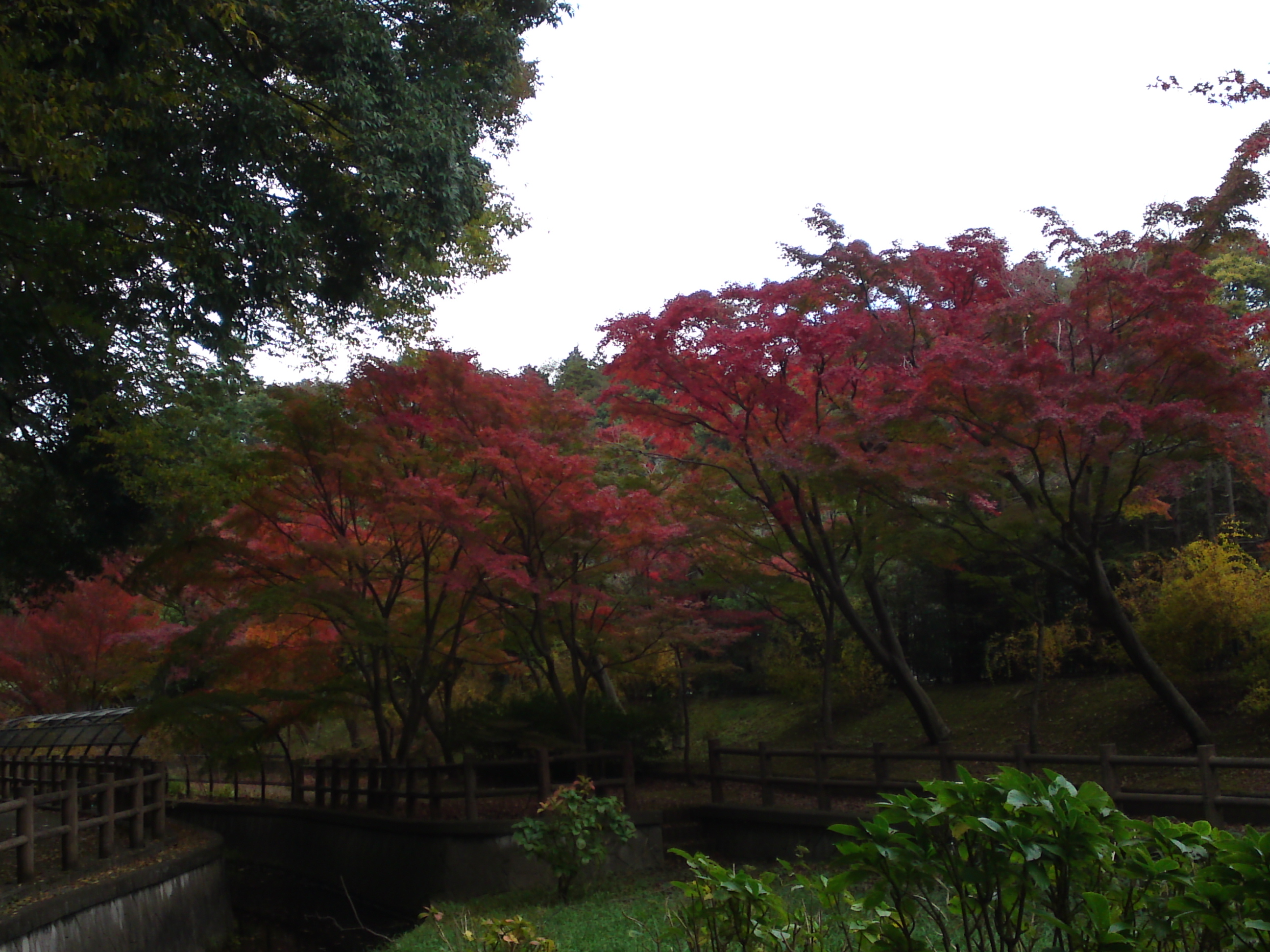 2017年大町自然観察園の紅葉２