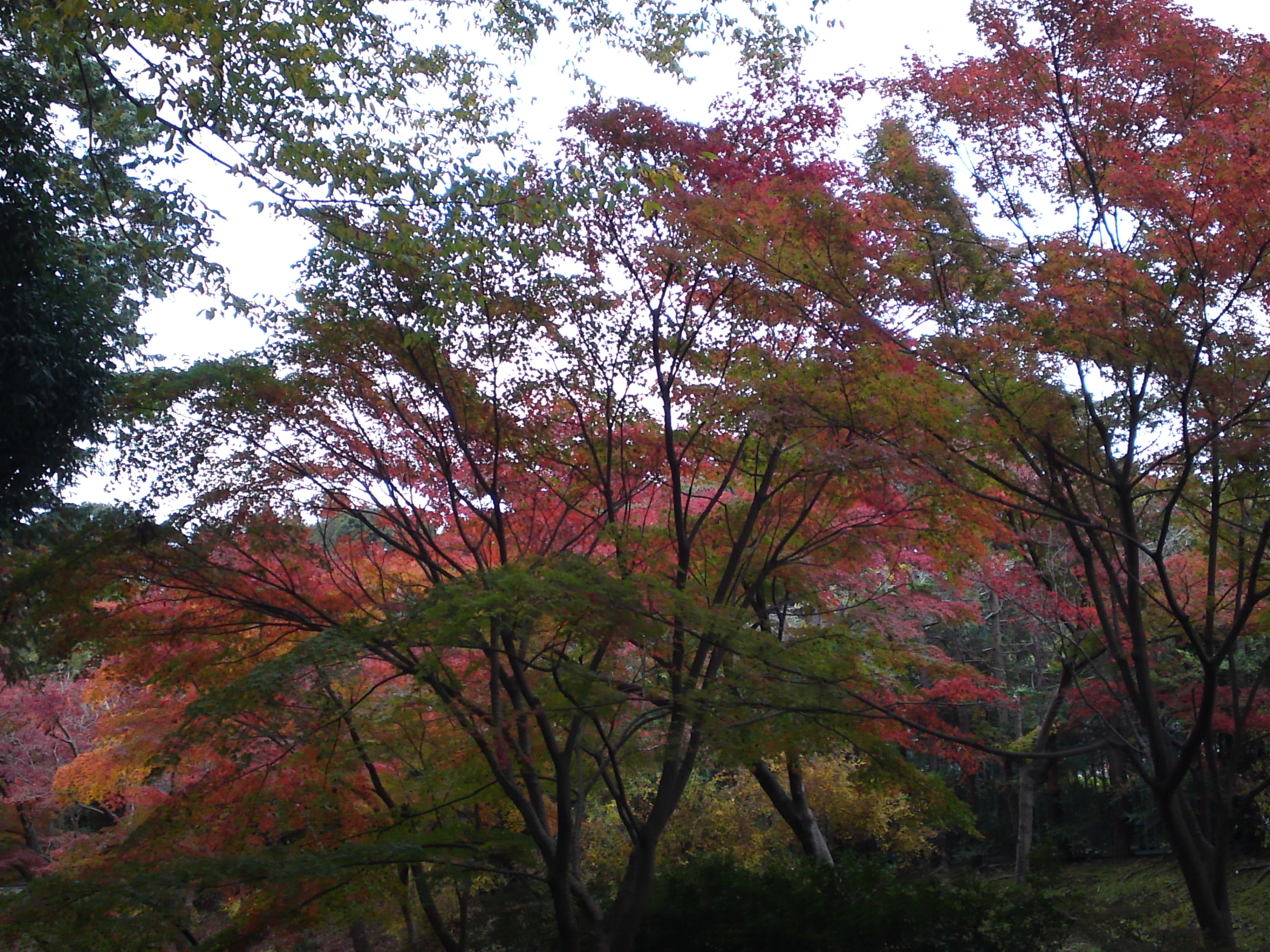 2017年大町自然観察園の紅葉３