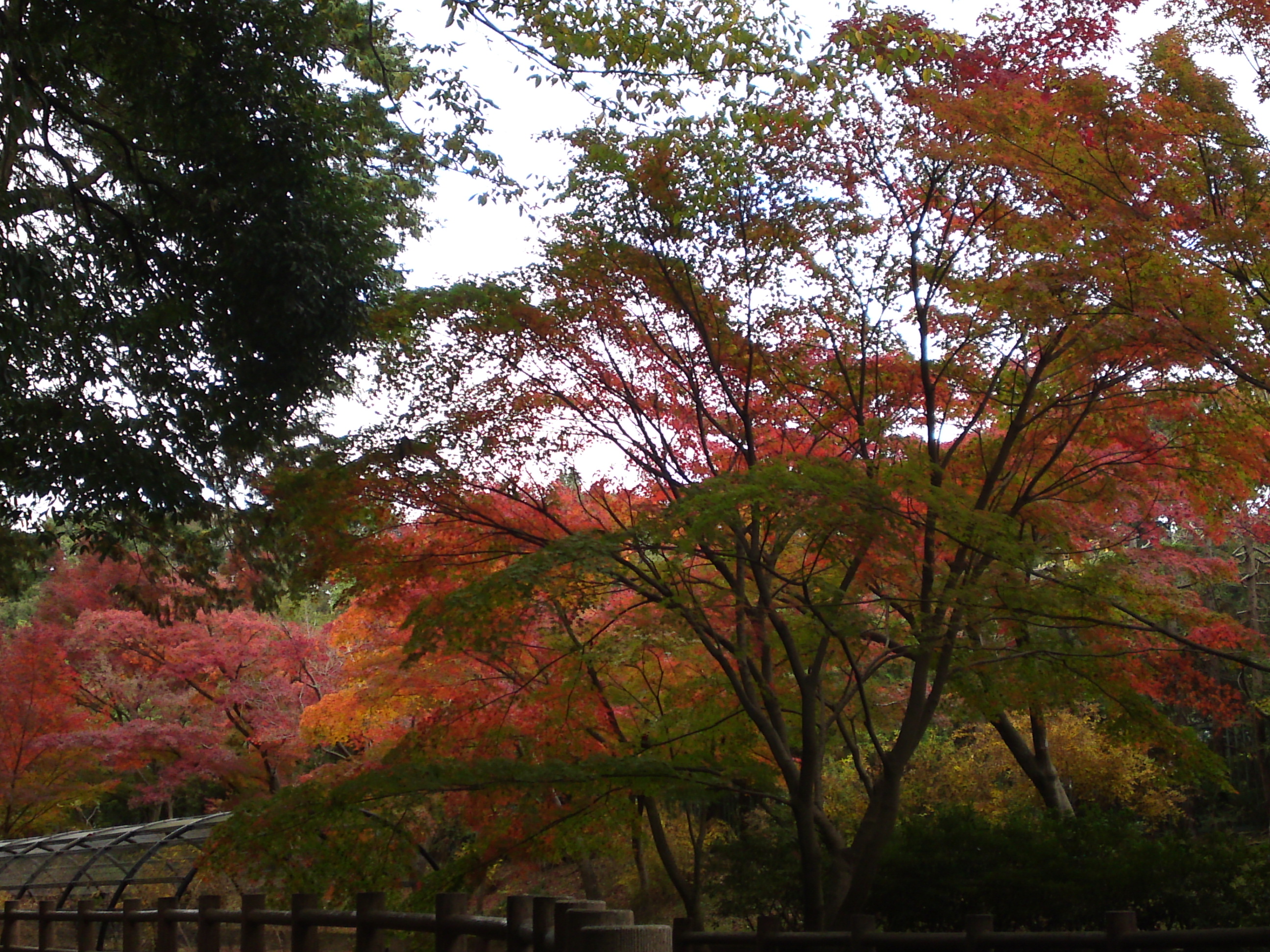 2017年大町自然観察園の紅葉６