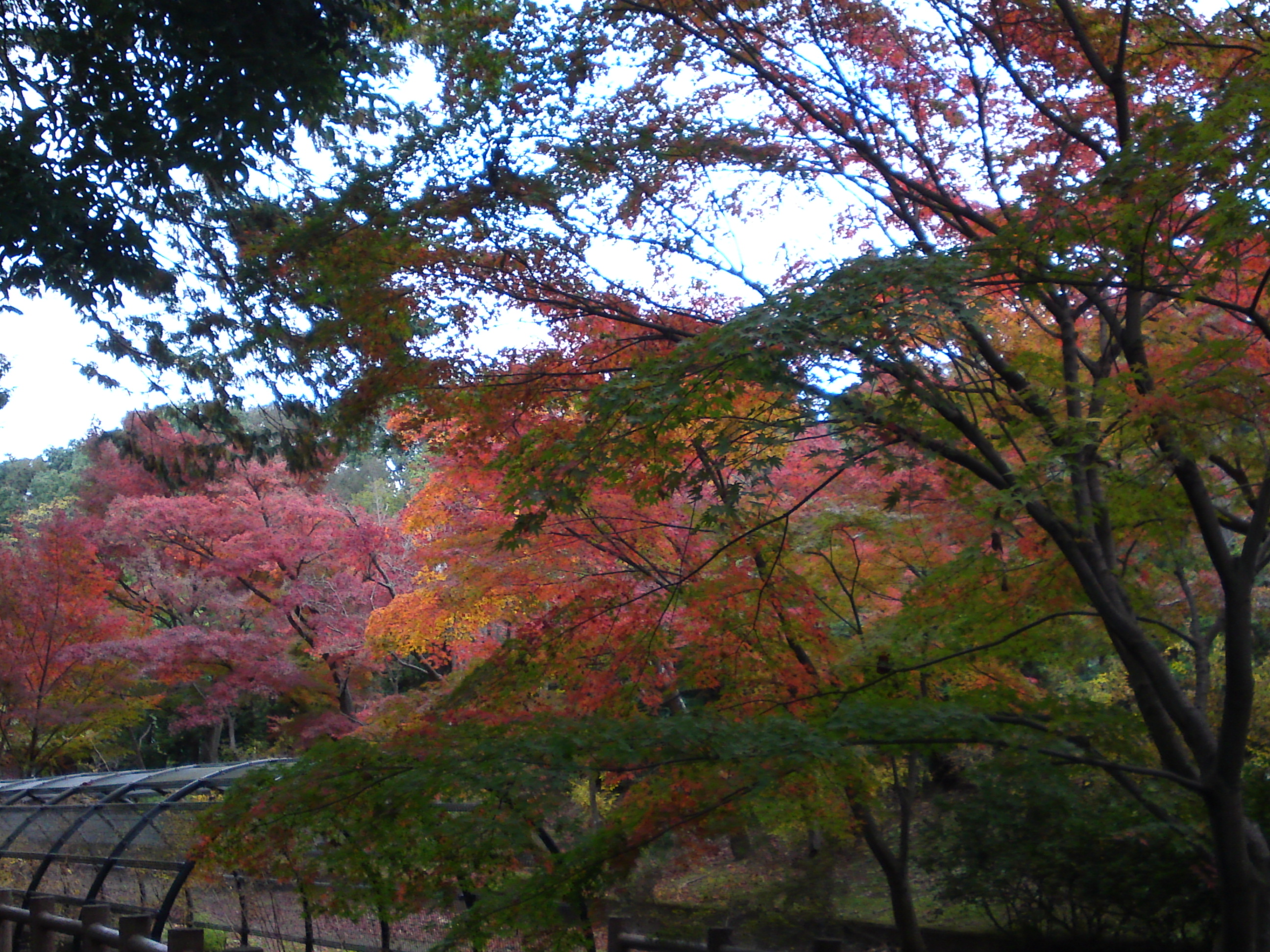 2017年大町自然観察園の紅葉７