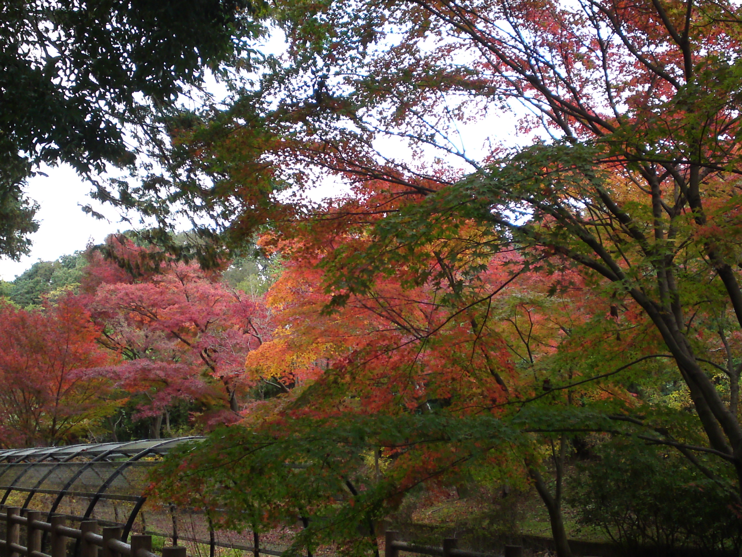 2017年大町自然観察園の紅葉８