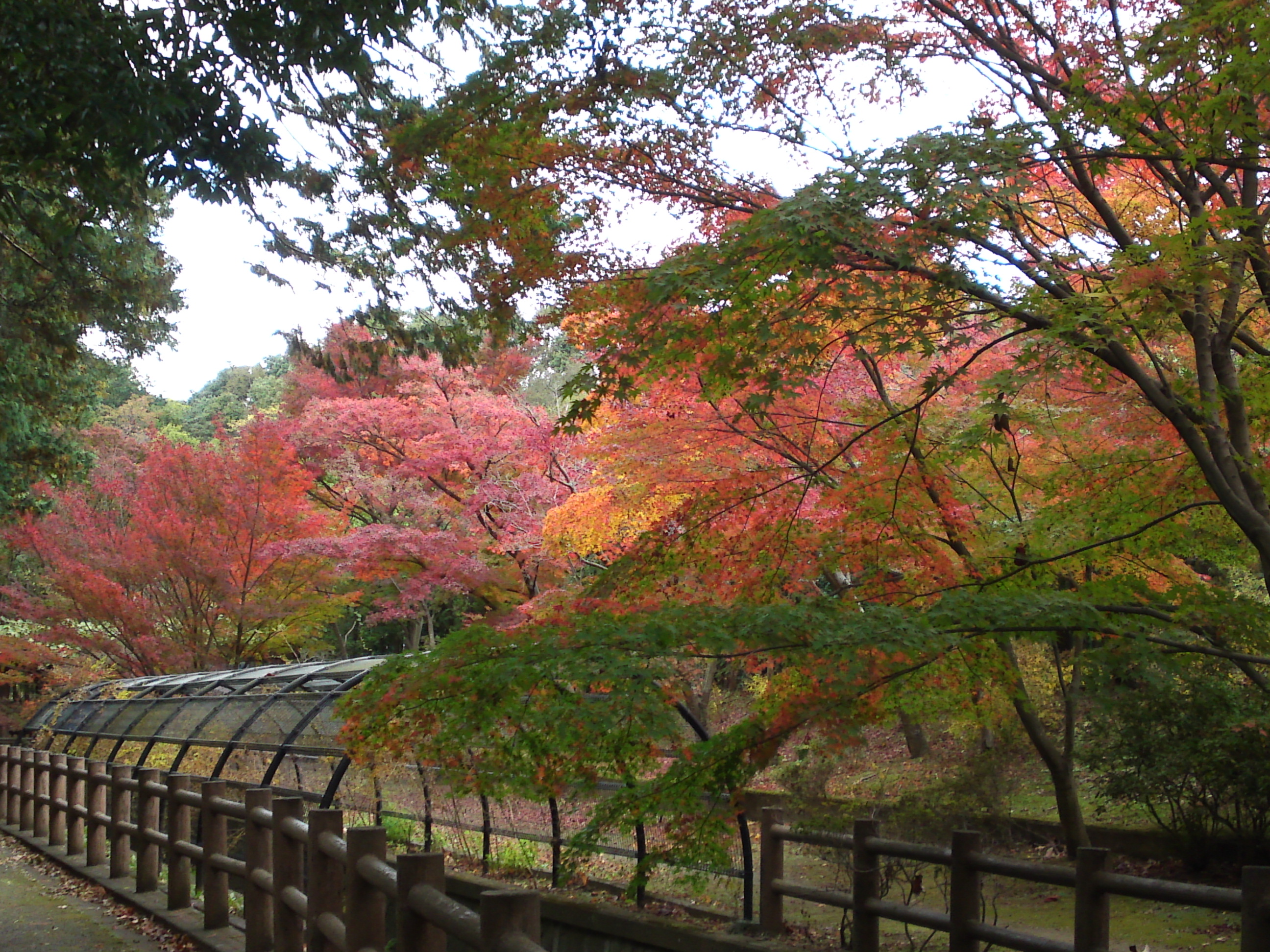 2017年大町自然観察園の紅葉９