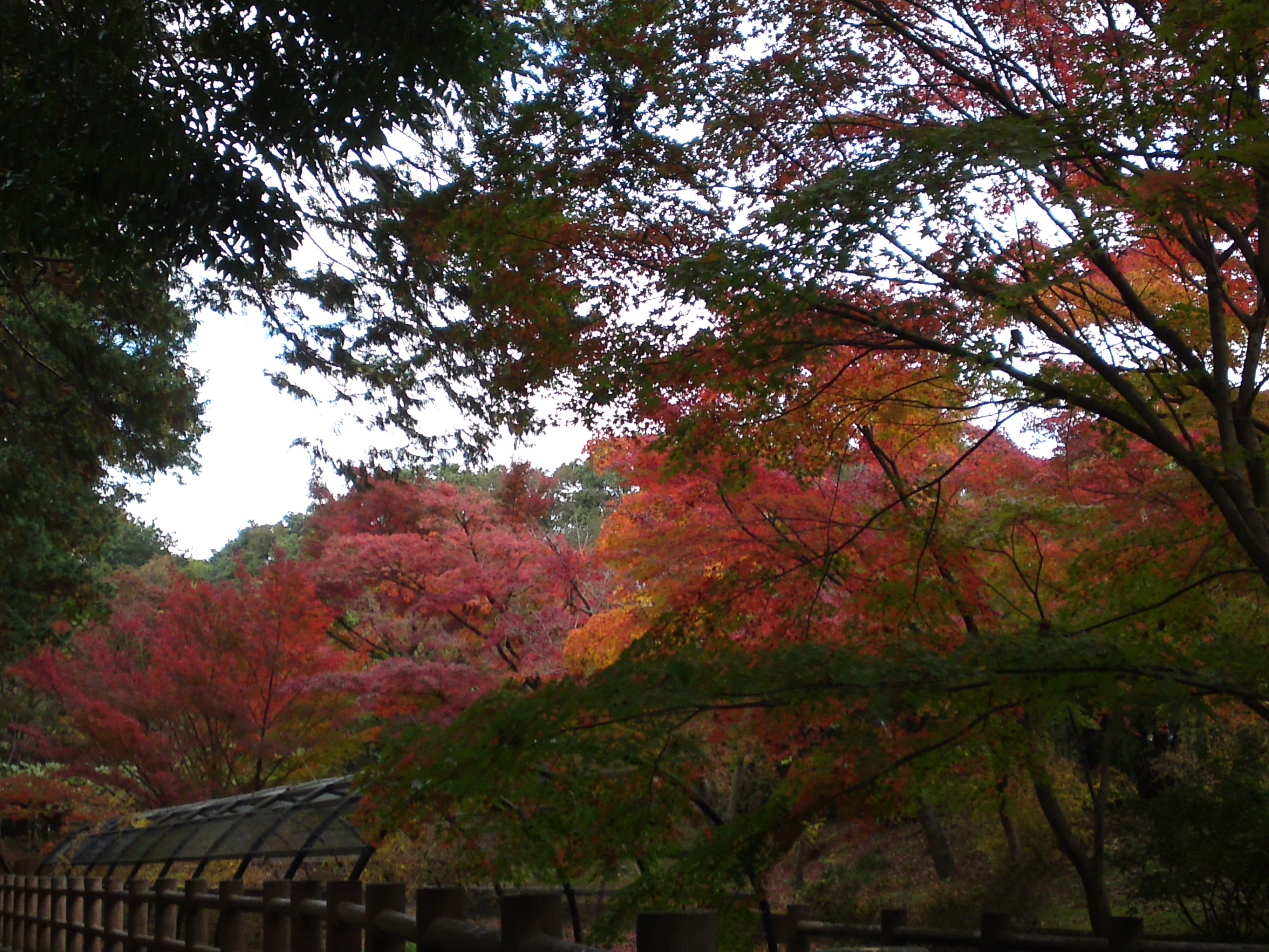 2017年大町自然観察園の紅葉１１