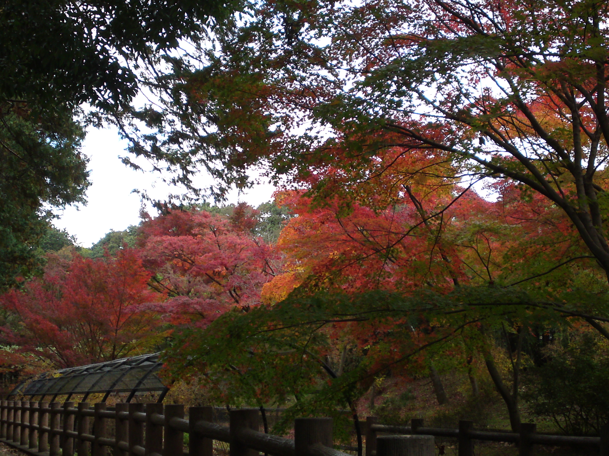 2017年大町自然観察園の紅葉１２