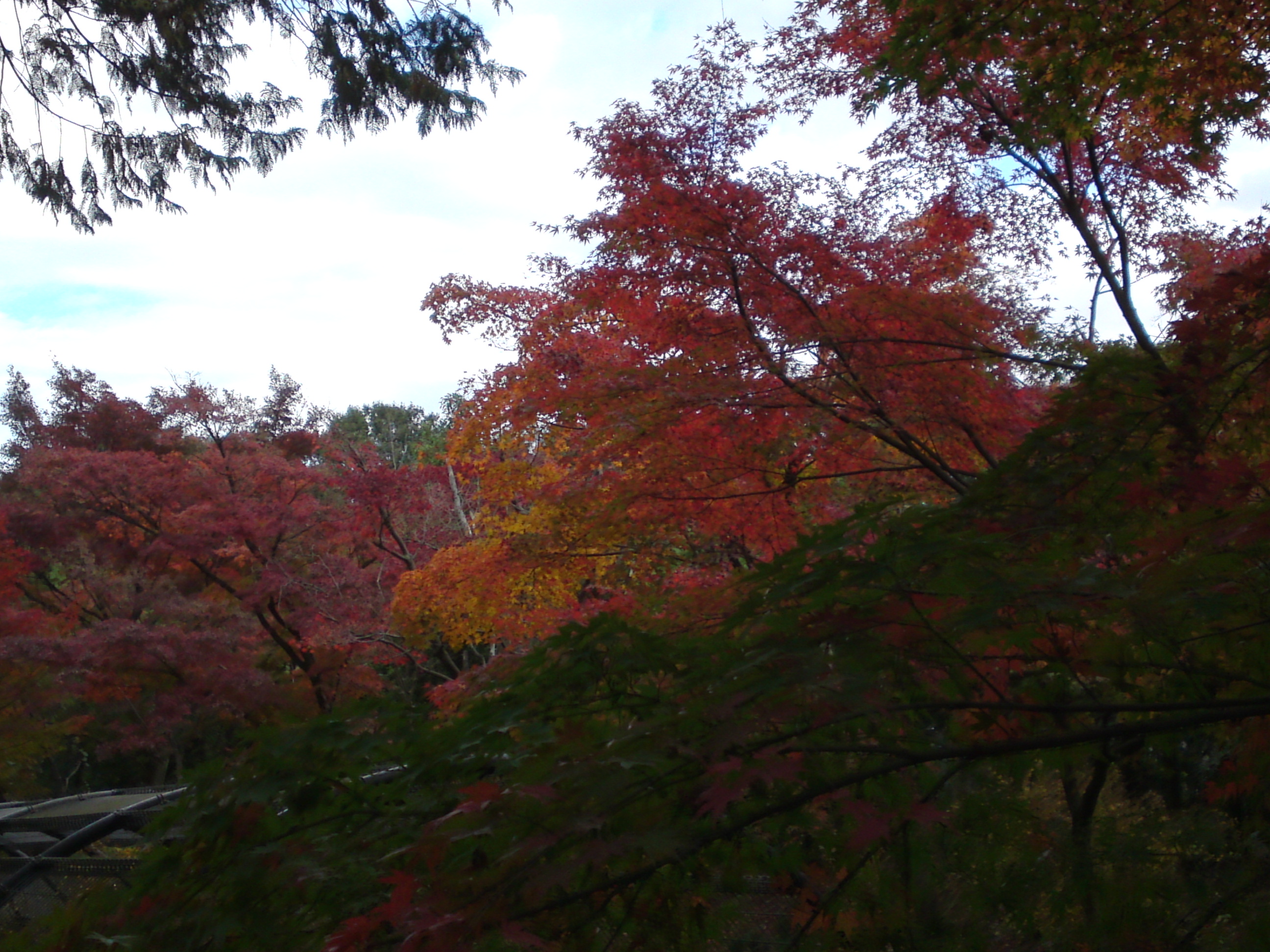 2017年大町自然観察園の紅葉１３