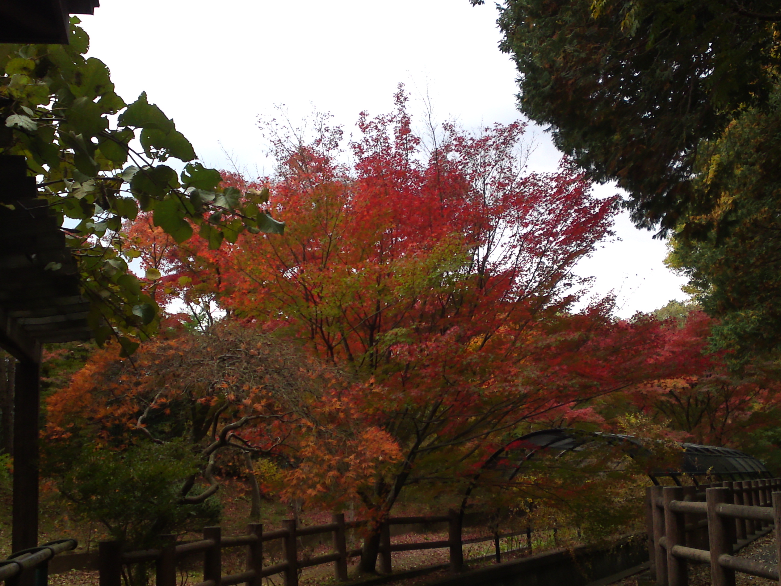 2017年大町自然観察園の紅葉１５