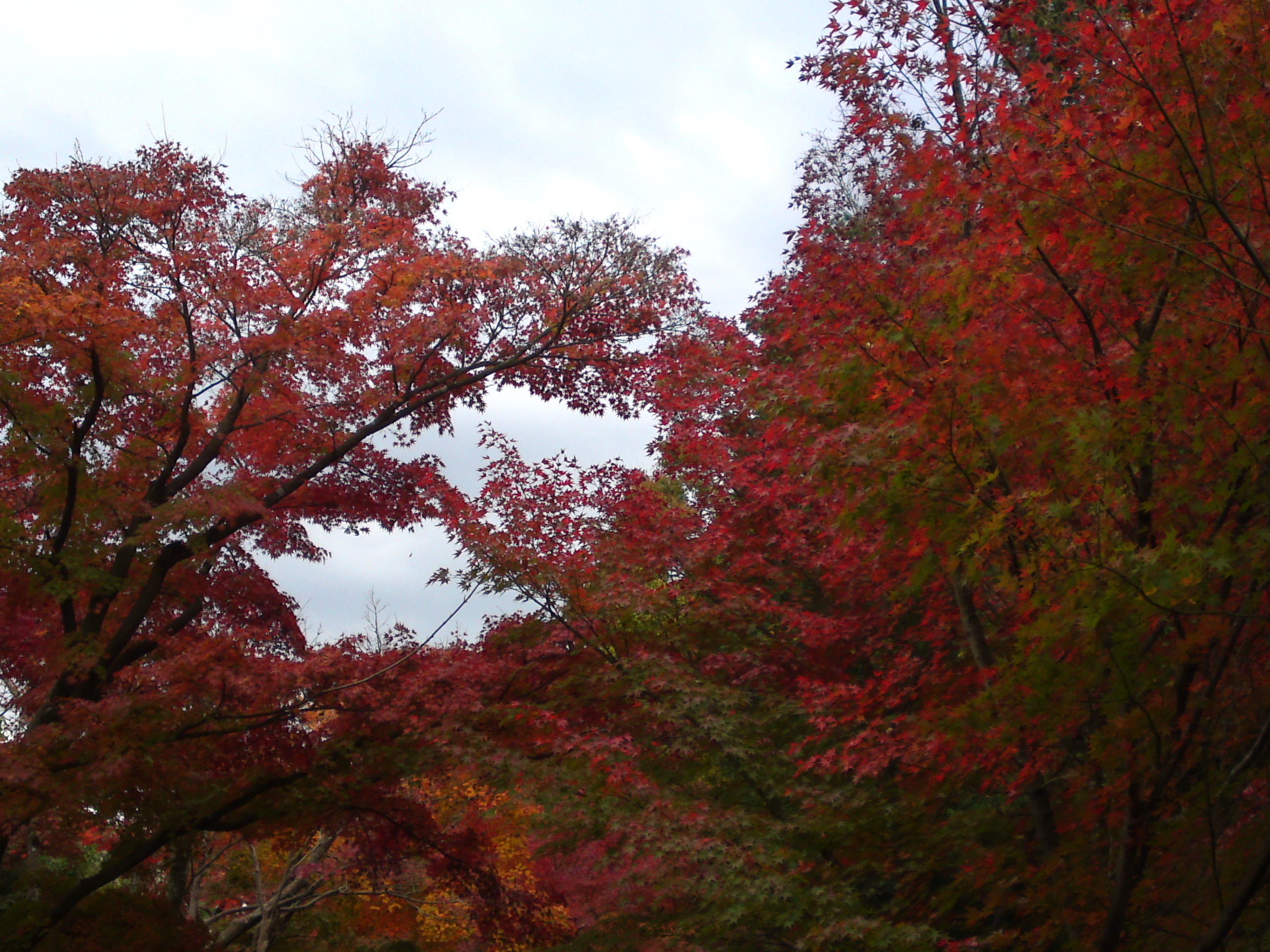 2017年大町自然観察園の紅葉１６