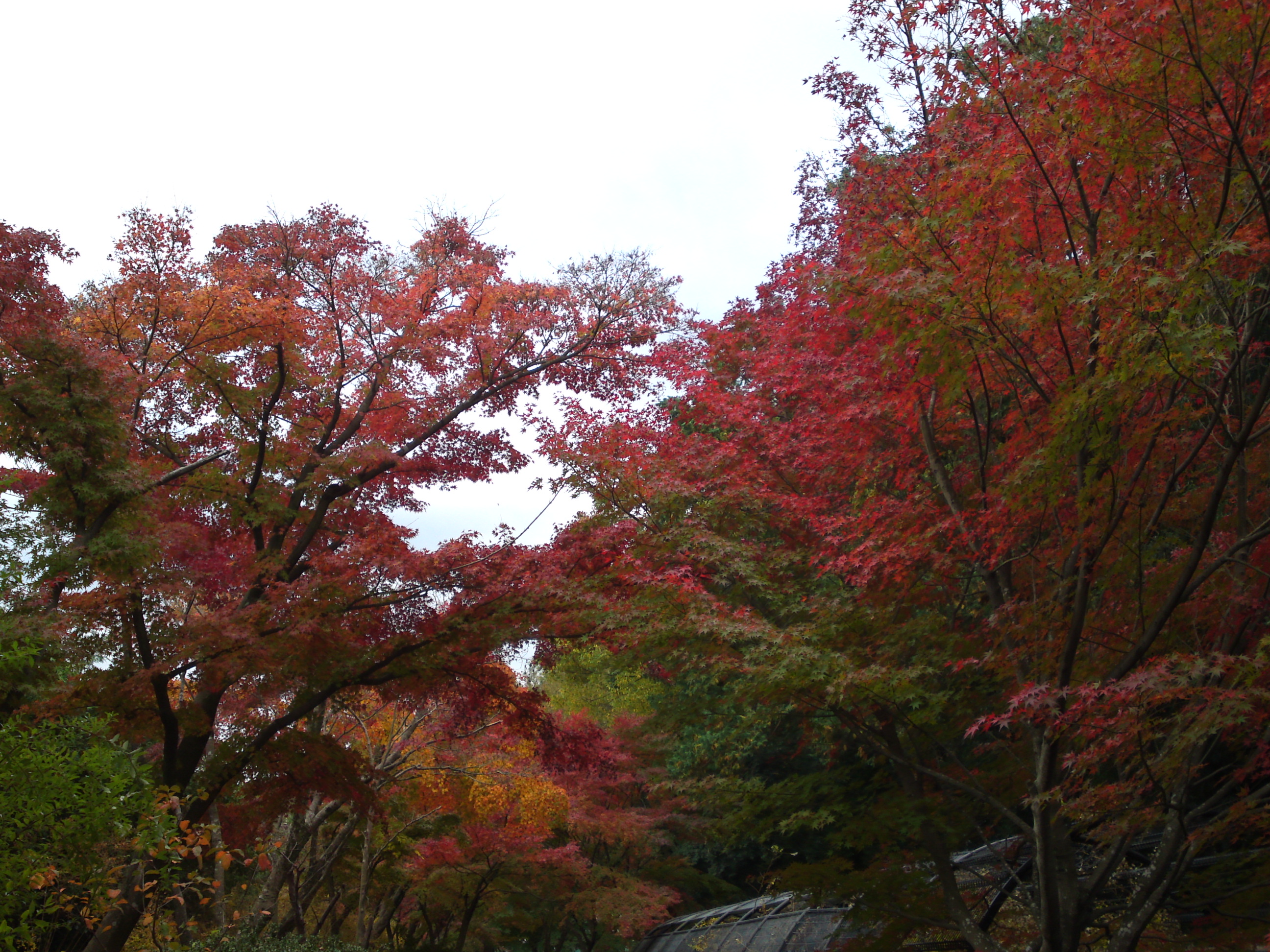 2017年大町自然観察園の紅葉１７