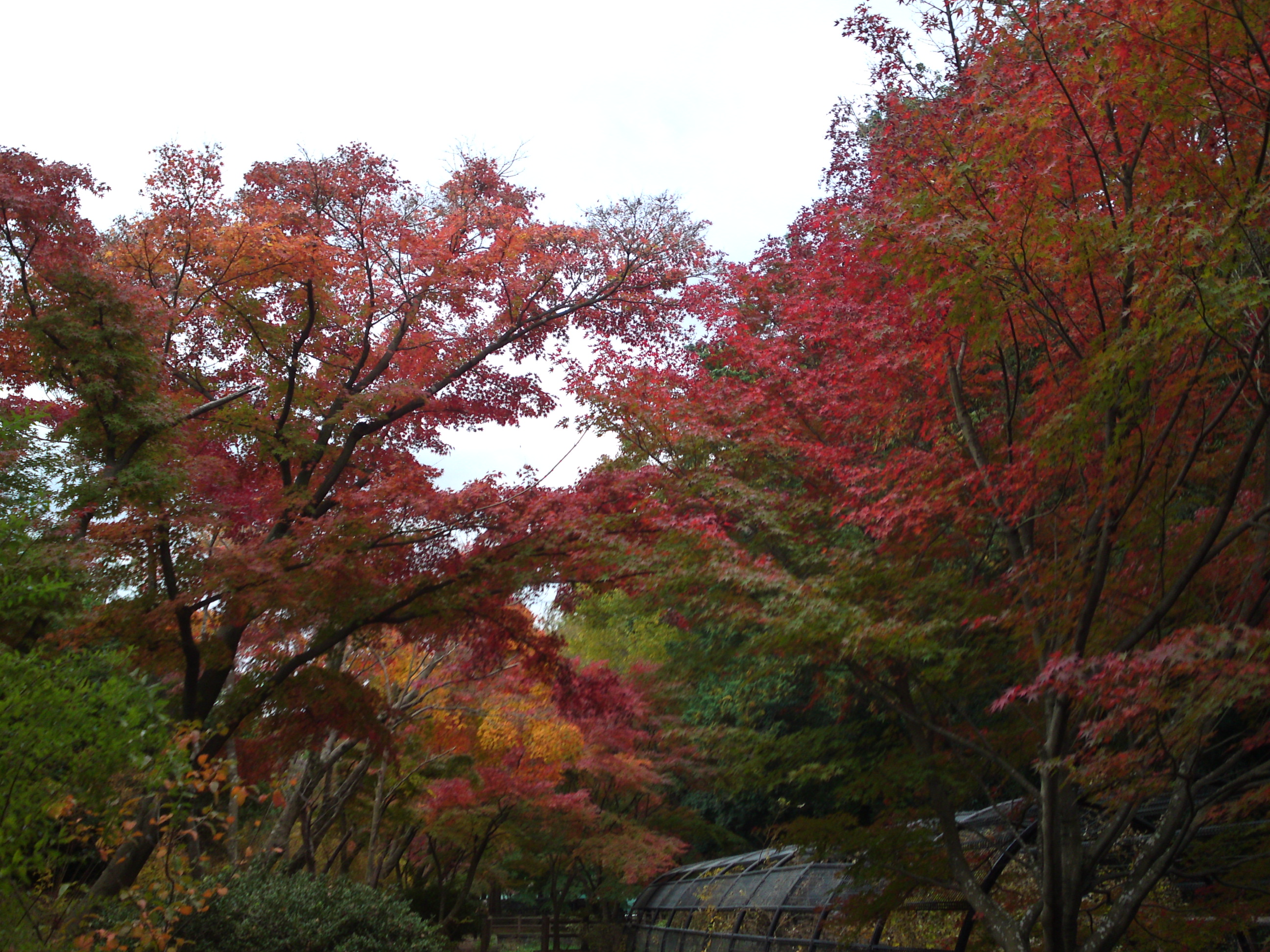 2017年大町自然観察園の紅葉１９