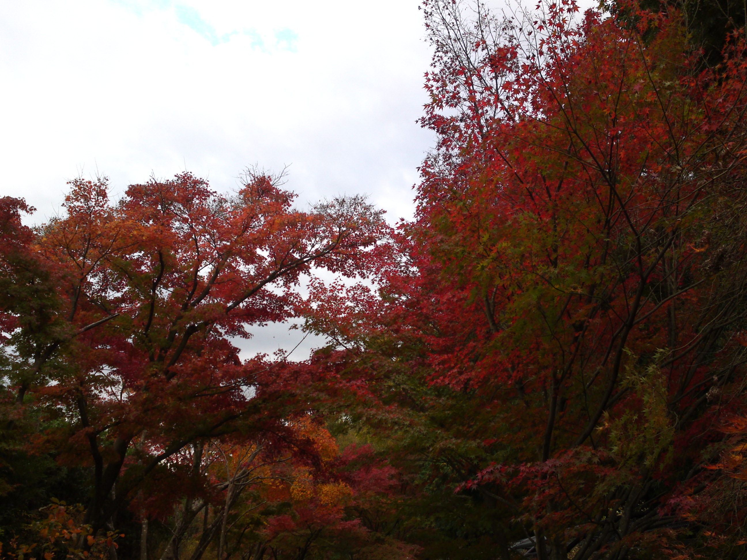 2017年大町自然観察園の紅葉２０