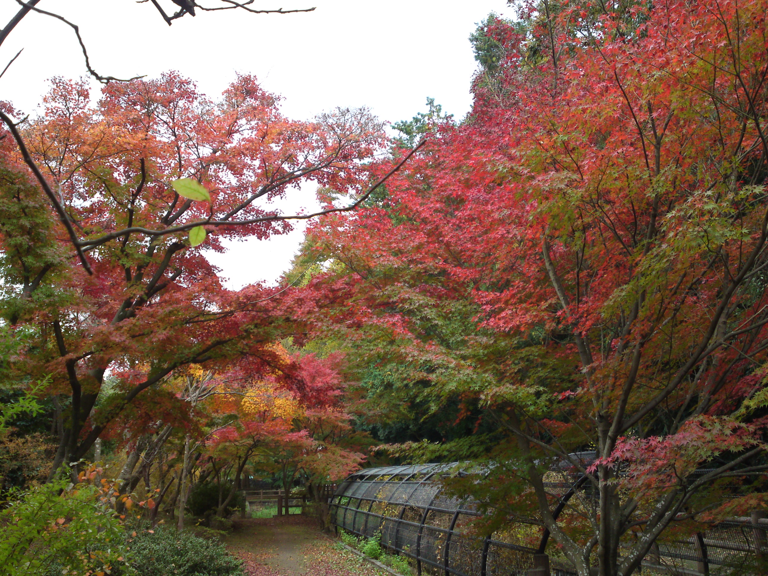 2017年大町自然観察園の紅葉２１