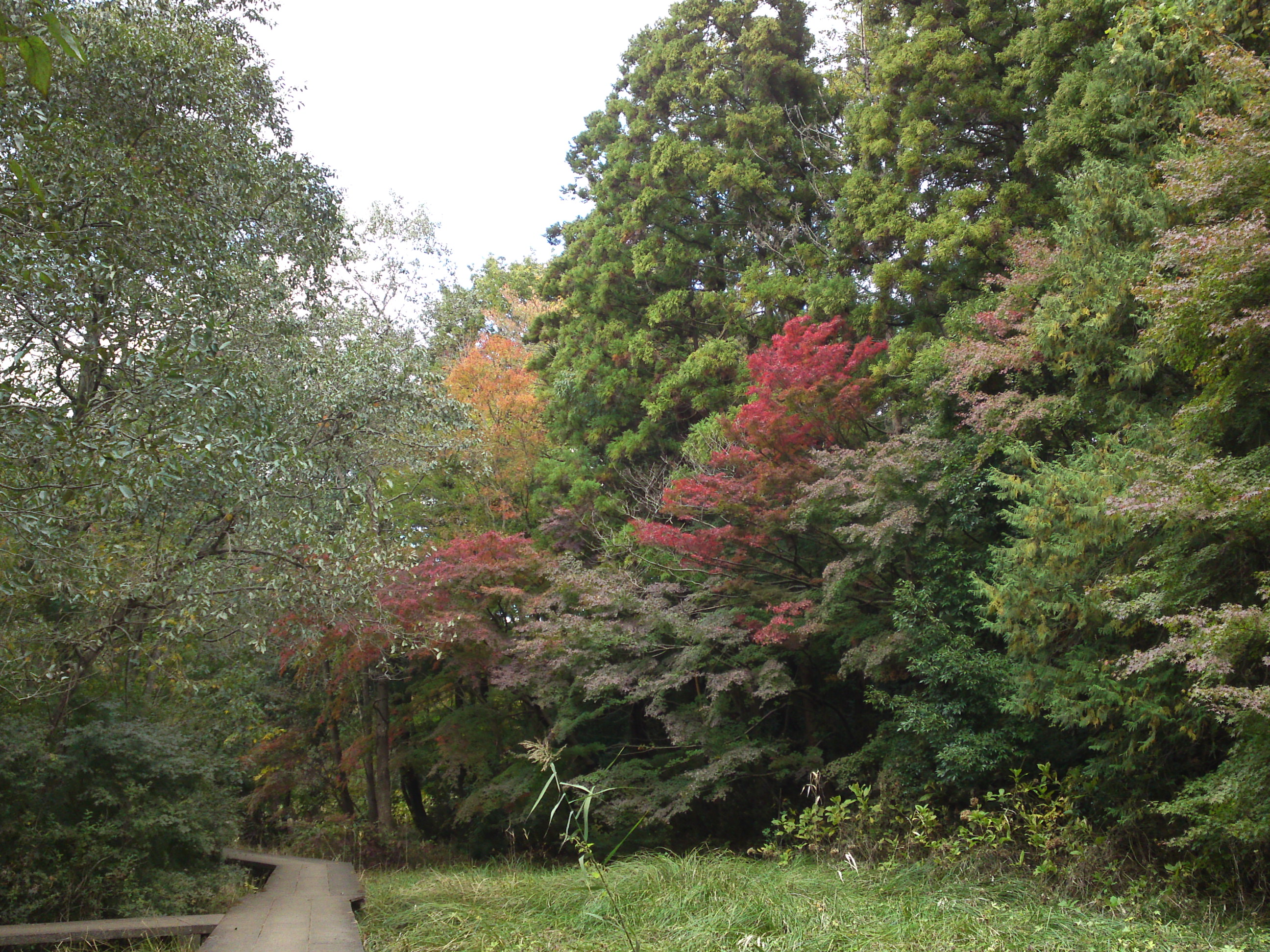 2017年大町自然観察園の紅葉２３