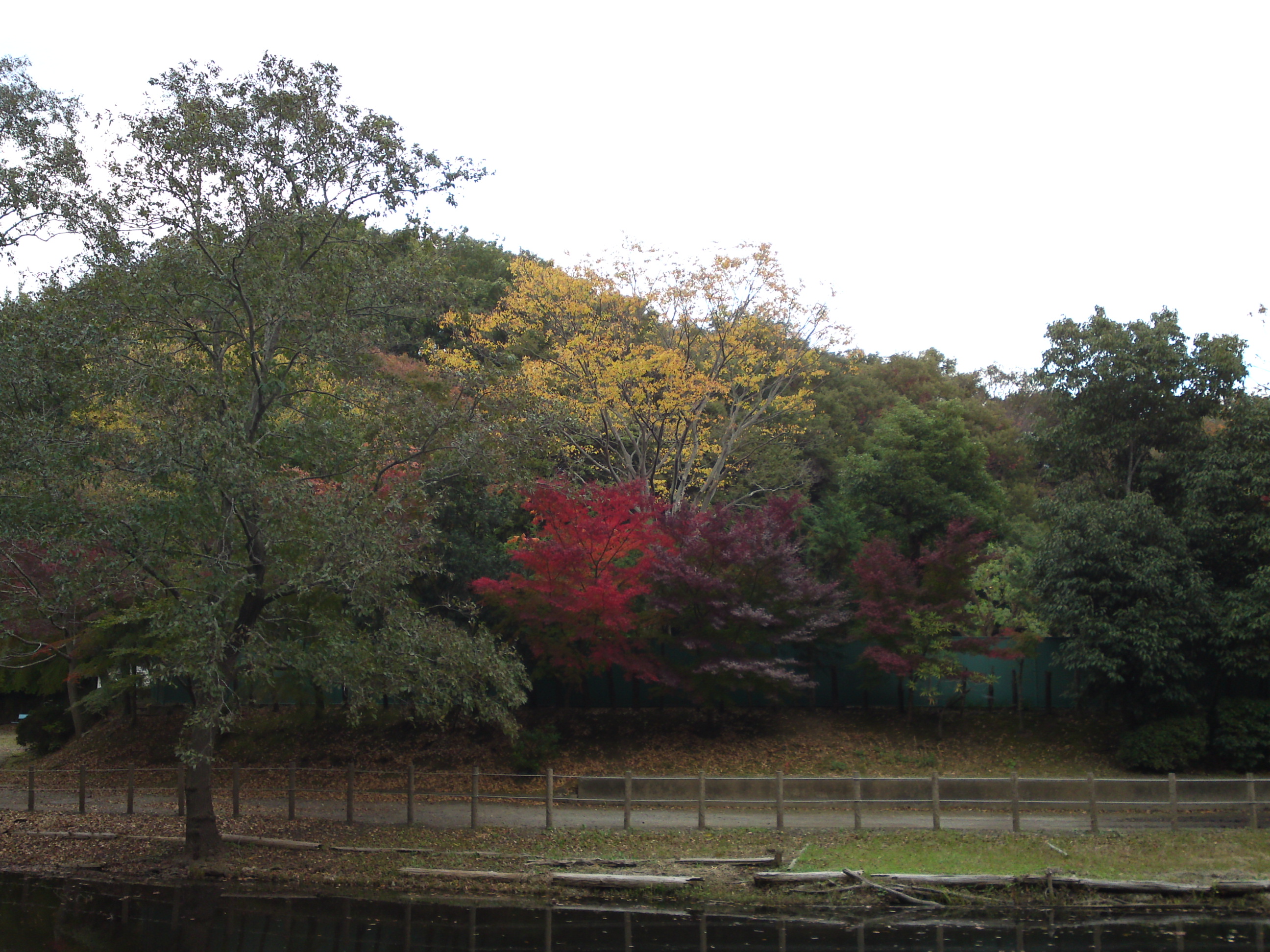 2017年大町自然観察園の紅葉２６