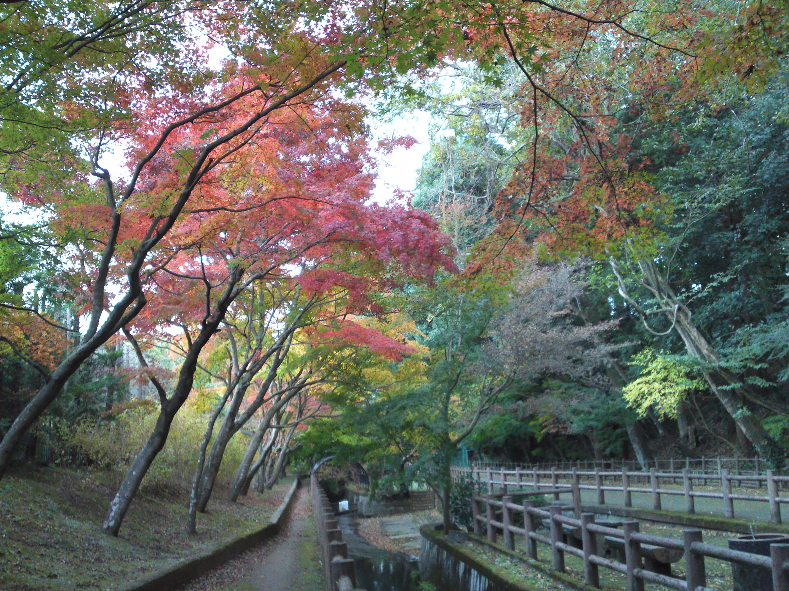 2017年大町自然観察園の紅葉２８