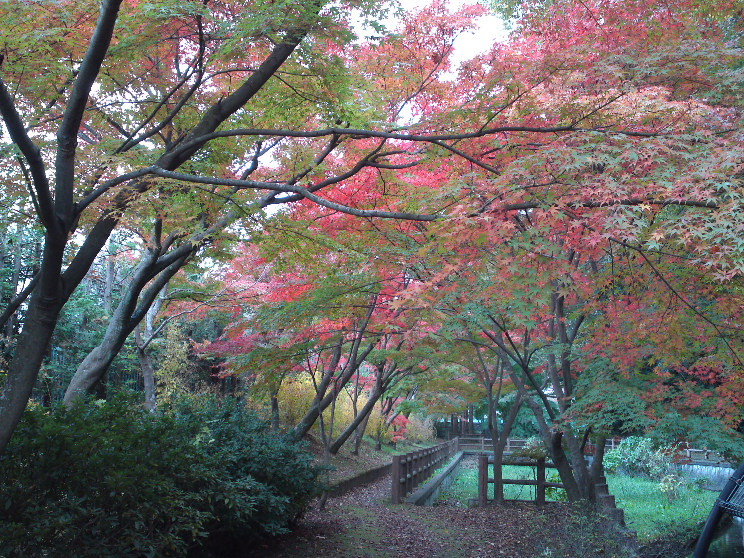 2017年大町自然観察園の紅葉２９