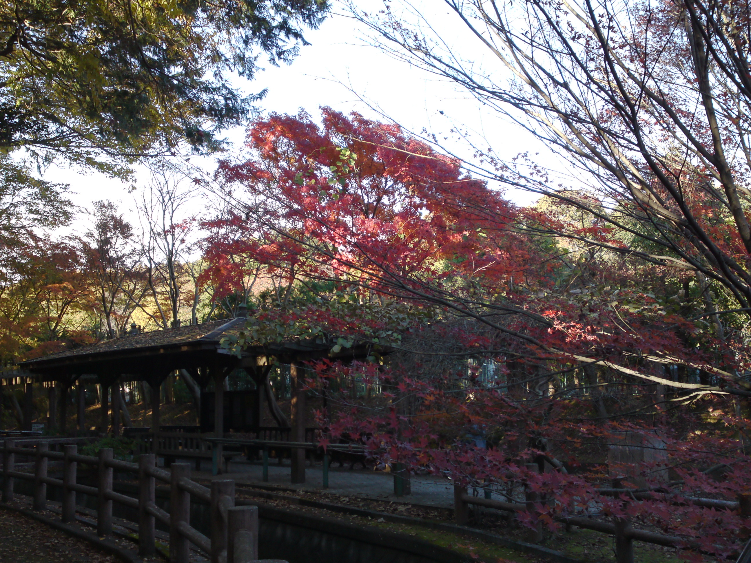 2017年大町自然観察園の紅葉３２