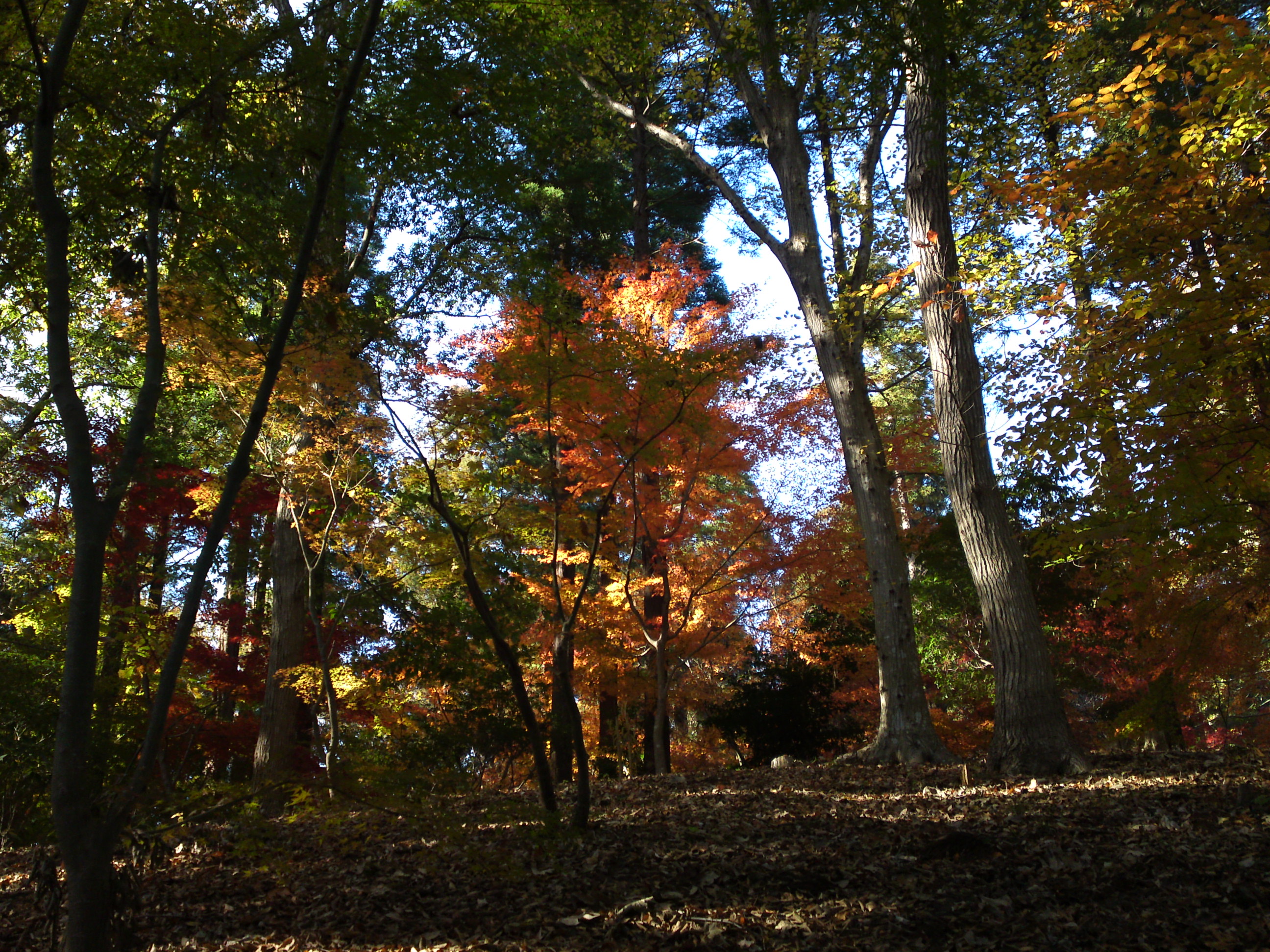 2017年大町自然観察園秋の紅葉山３