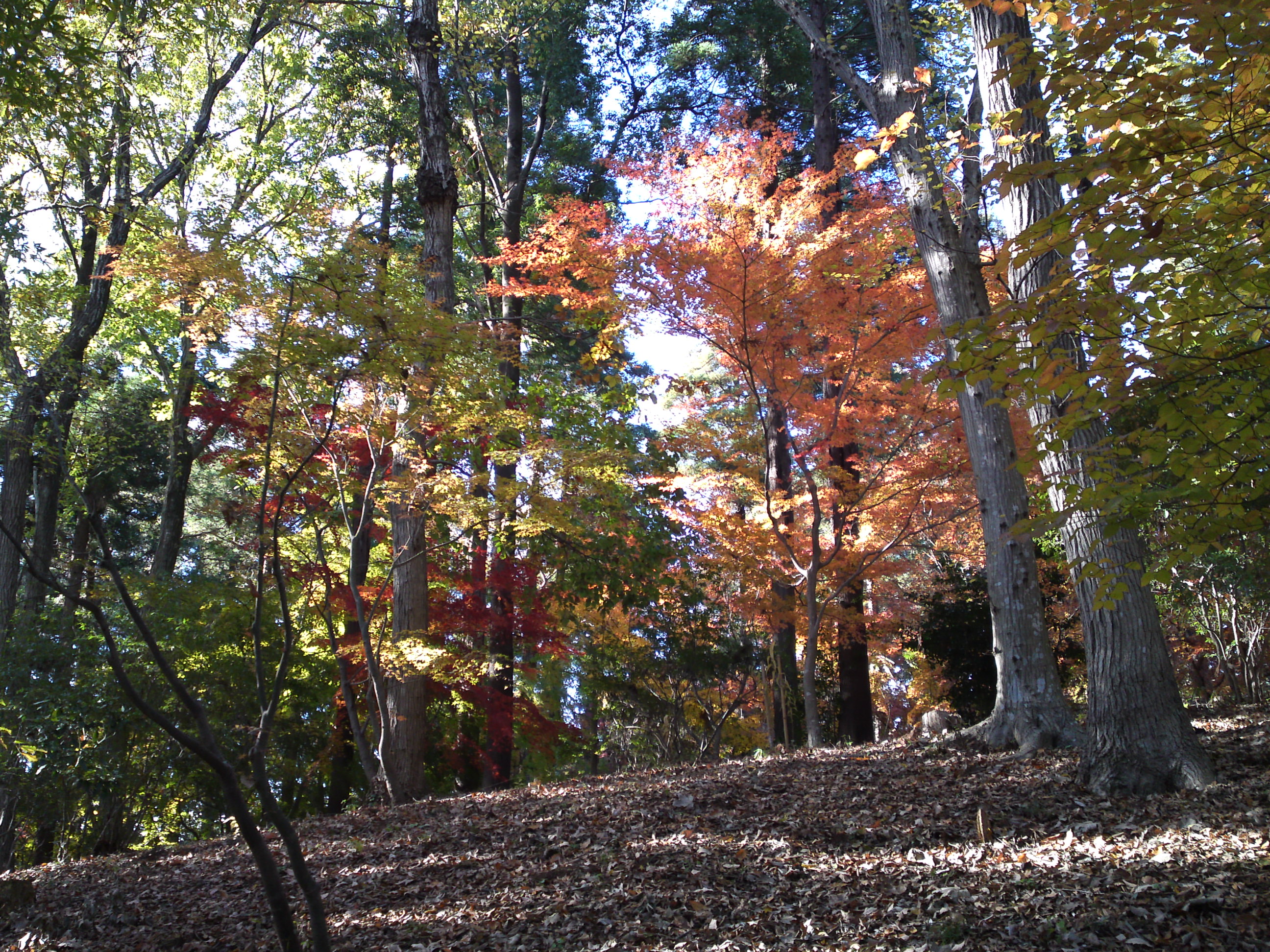 2017年大町自然観察園秋の紅葉山４