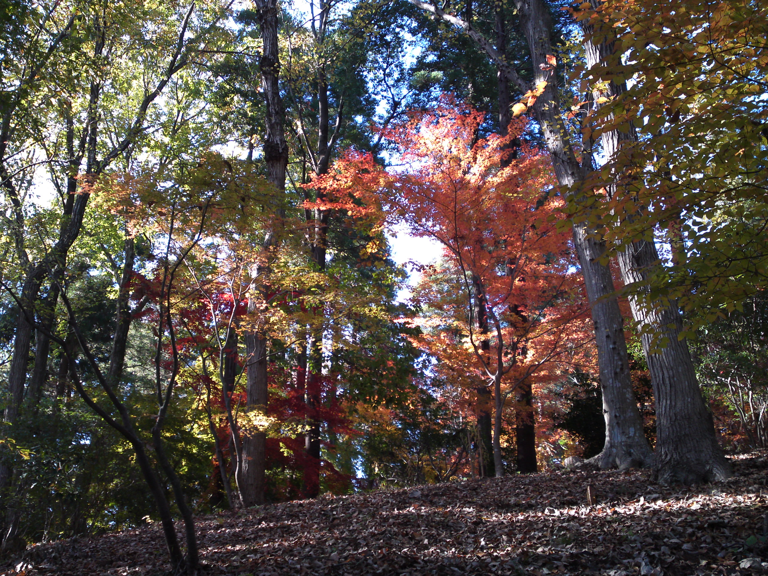 2017年大町自然観察園秋の紅葉山５