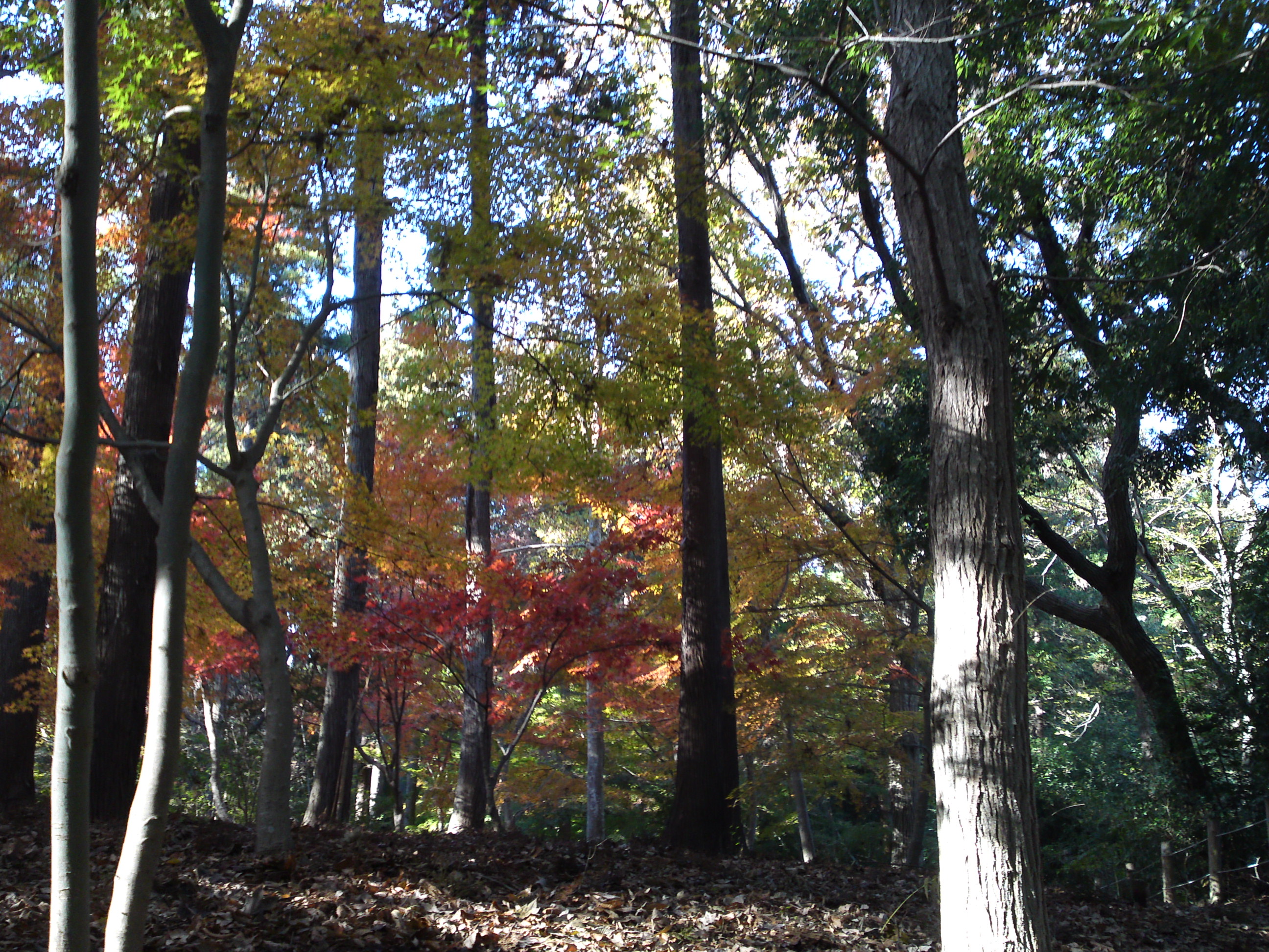 2017年大町自然観察園秋の紅葉山６