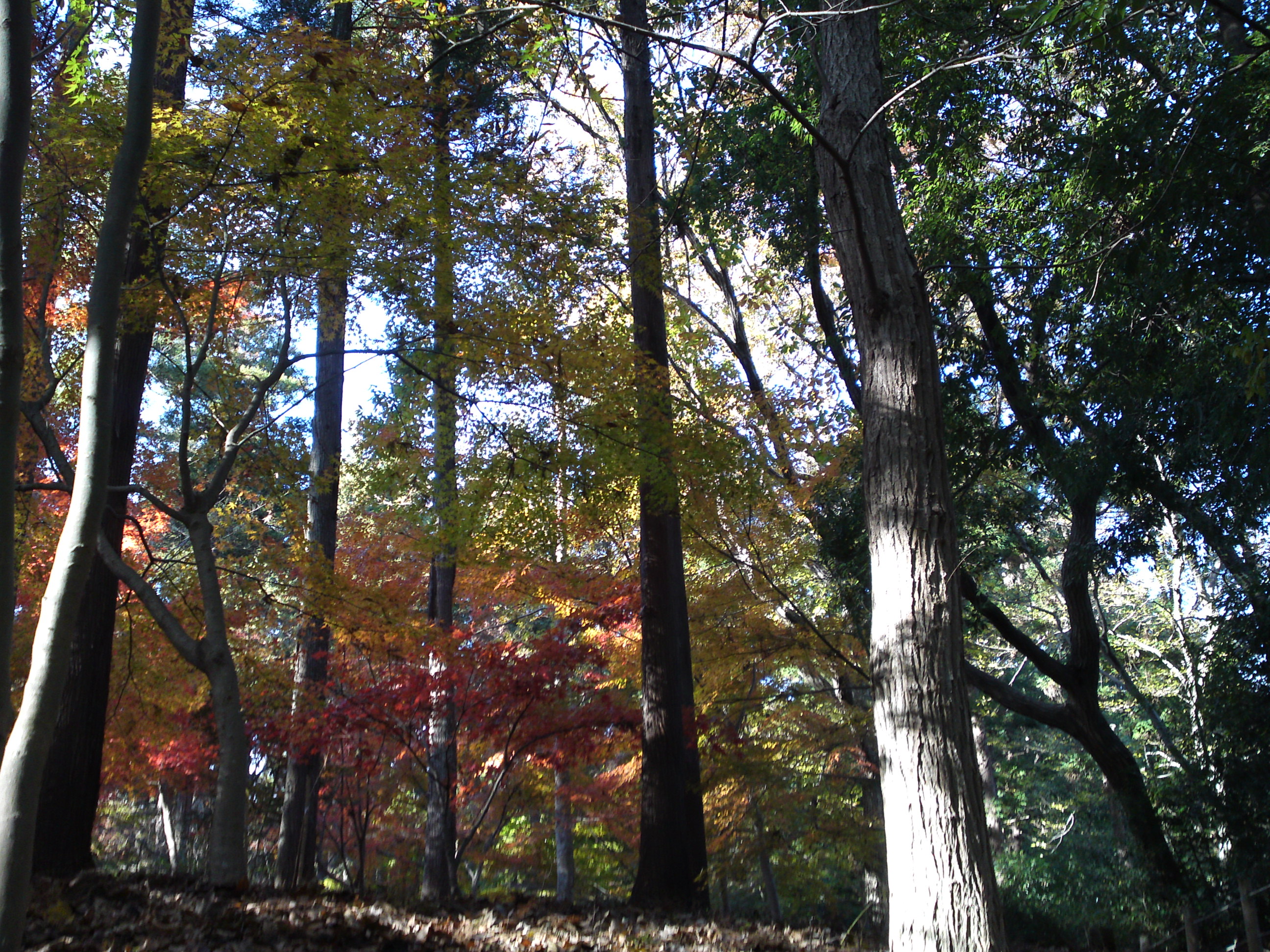 2017年大町自然観察園秋の紅葉山７