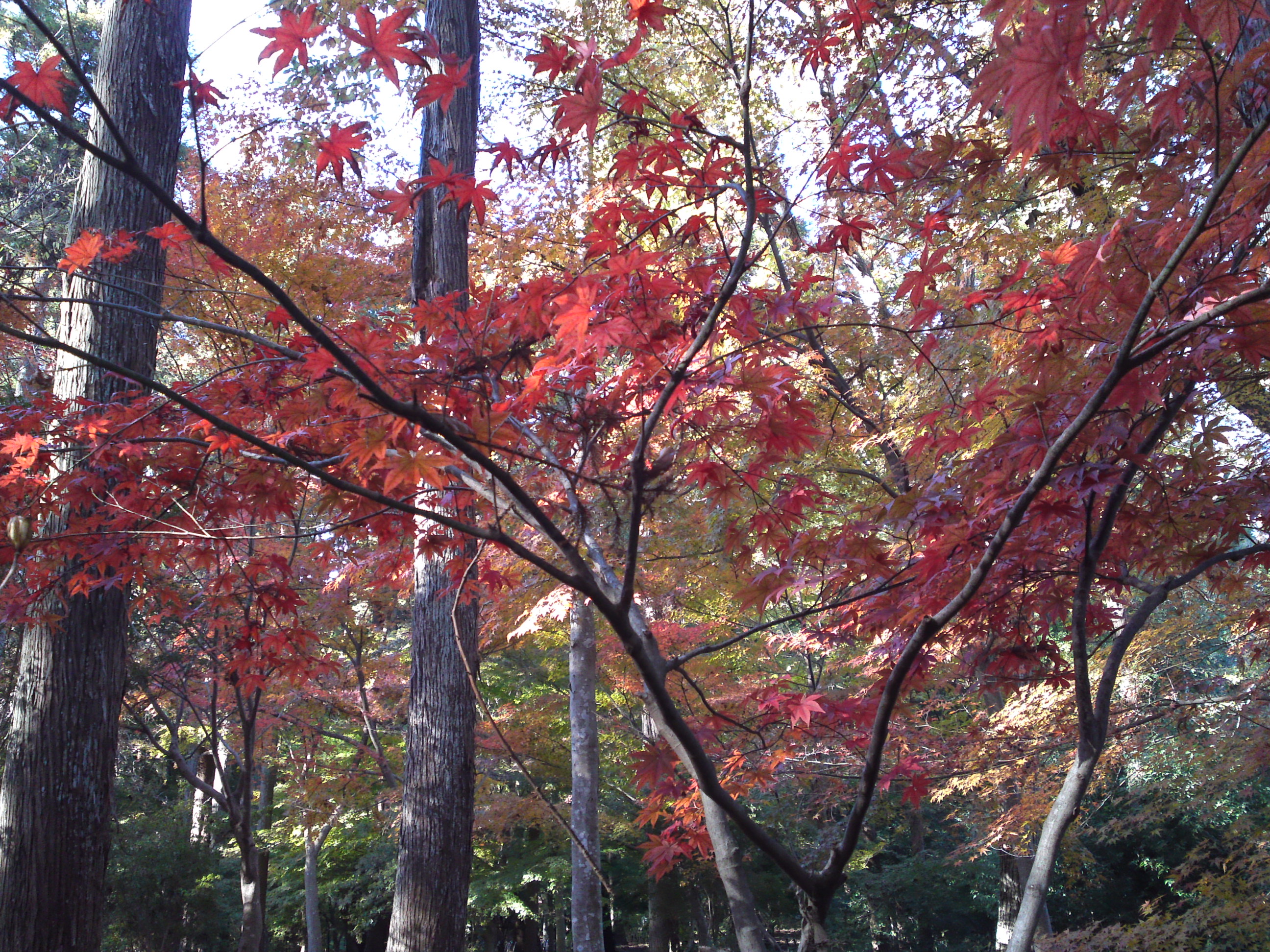 2017年大町自然観察園秋の紅葉山８