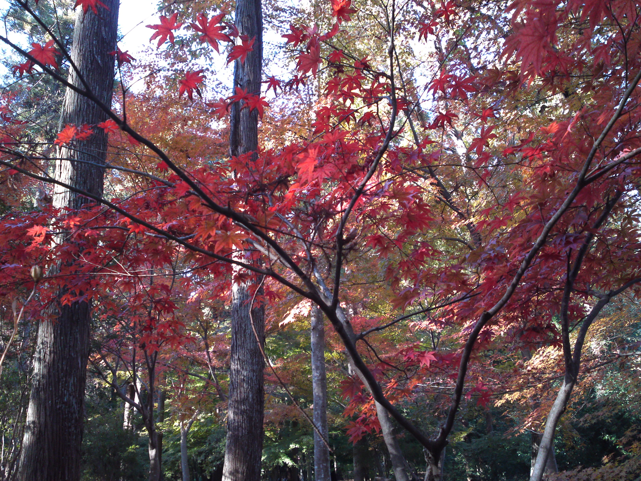 2017年大町自然観察園秋の紅葉山９