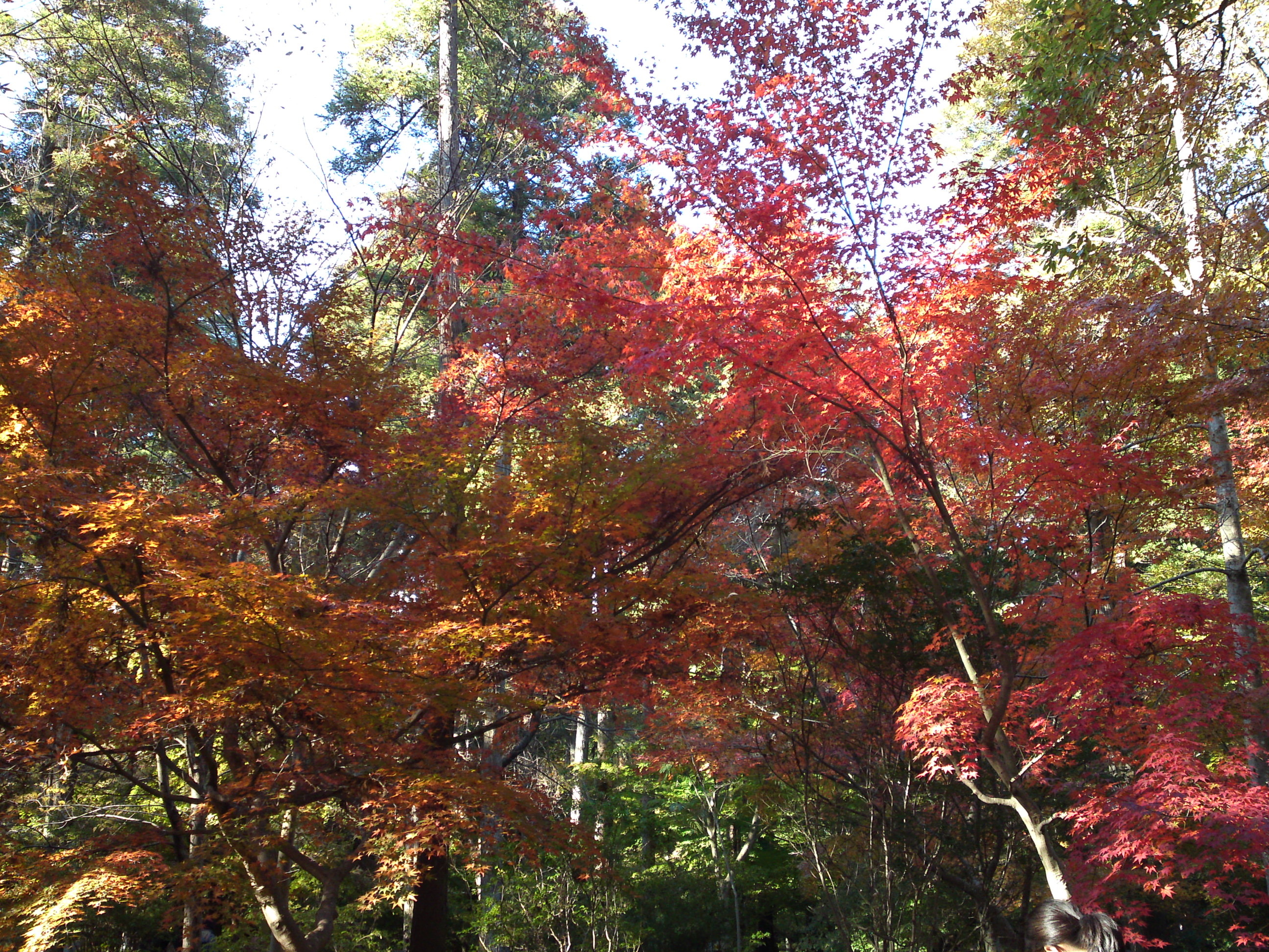 2017年大町自然観察園秋の紅葉山１０