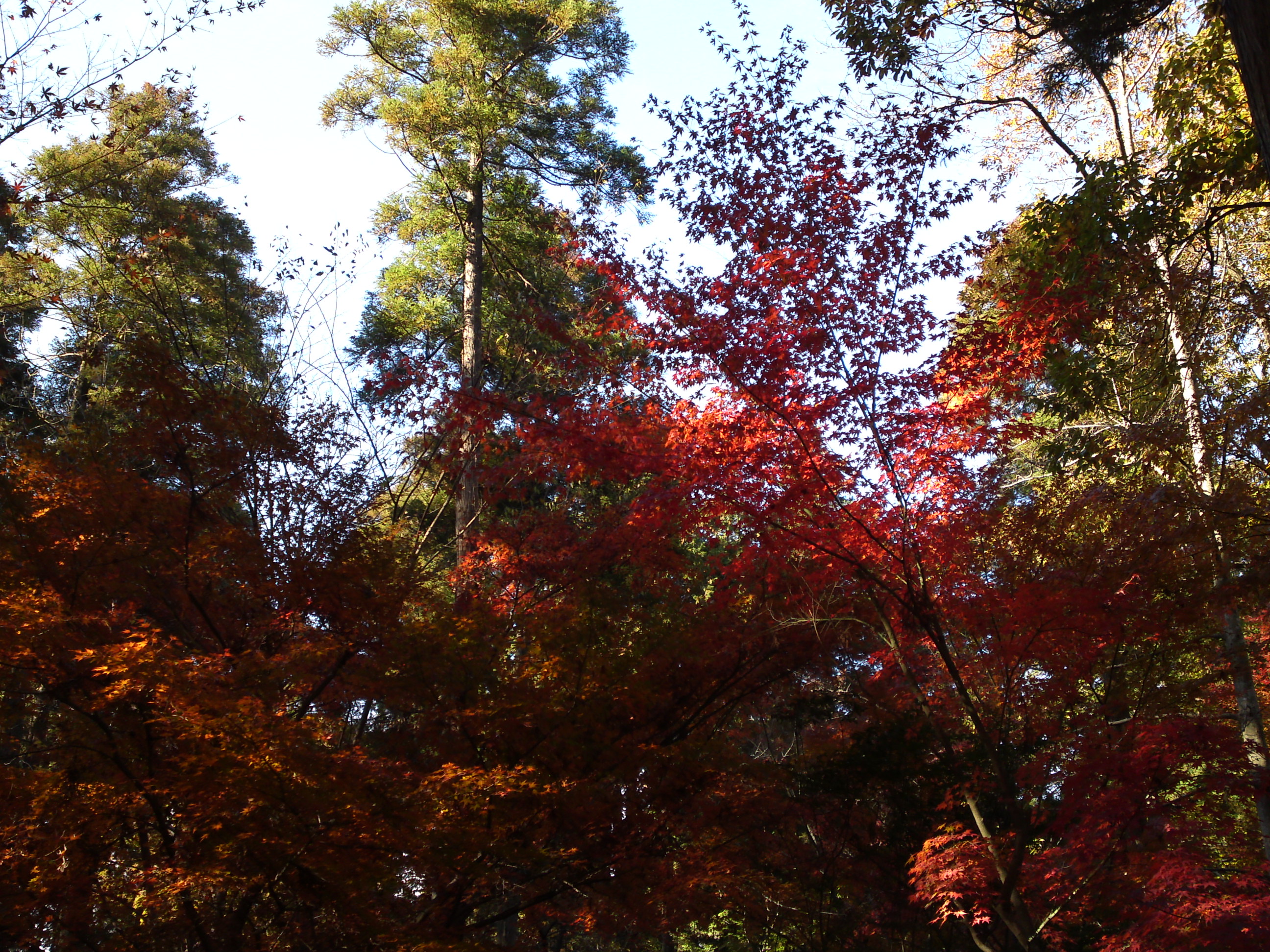 2017年大町自然観察園秋の紅葉山１１