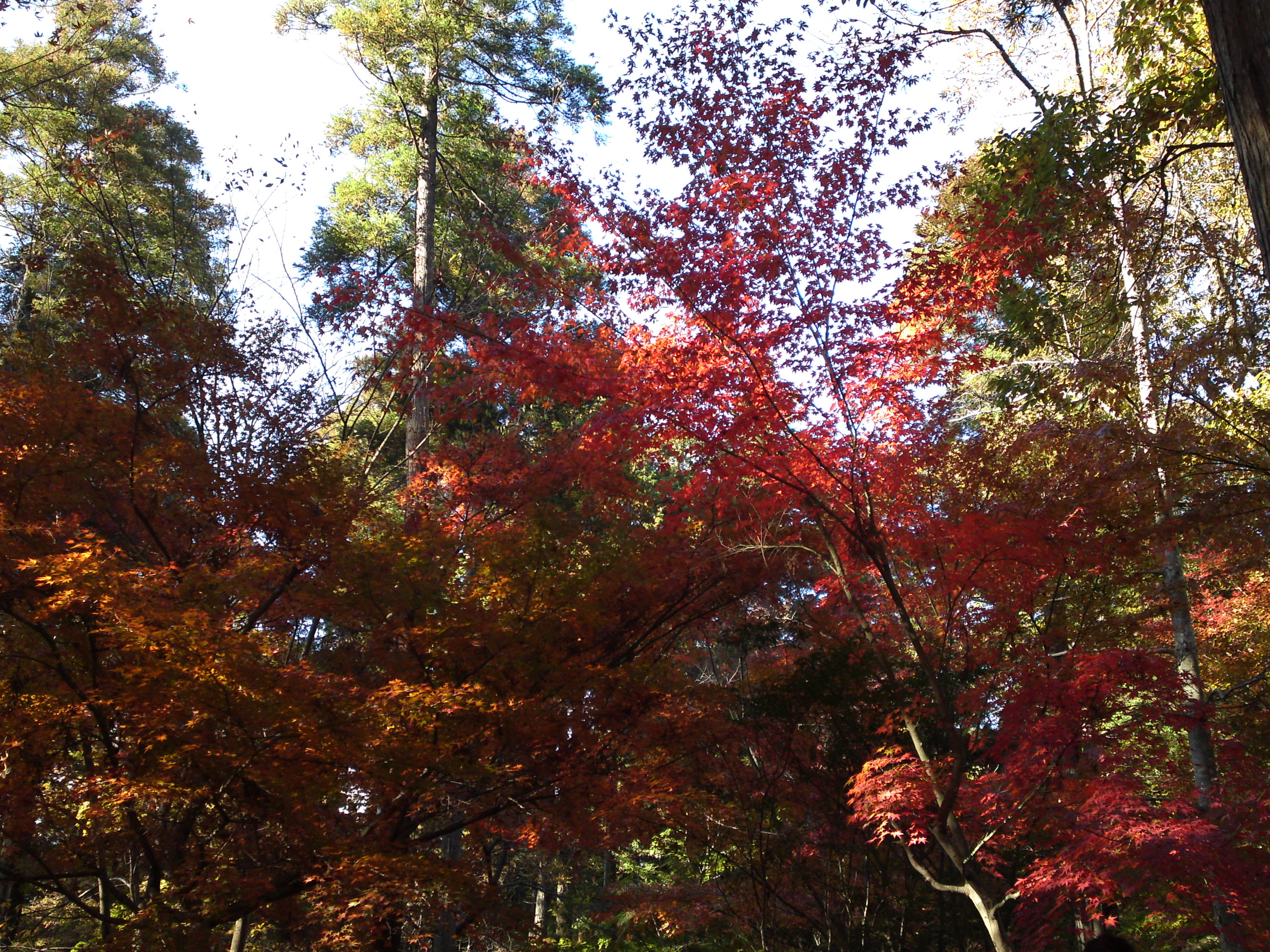 2017年大町自然観察園秋の紅葉山１２