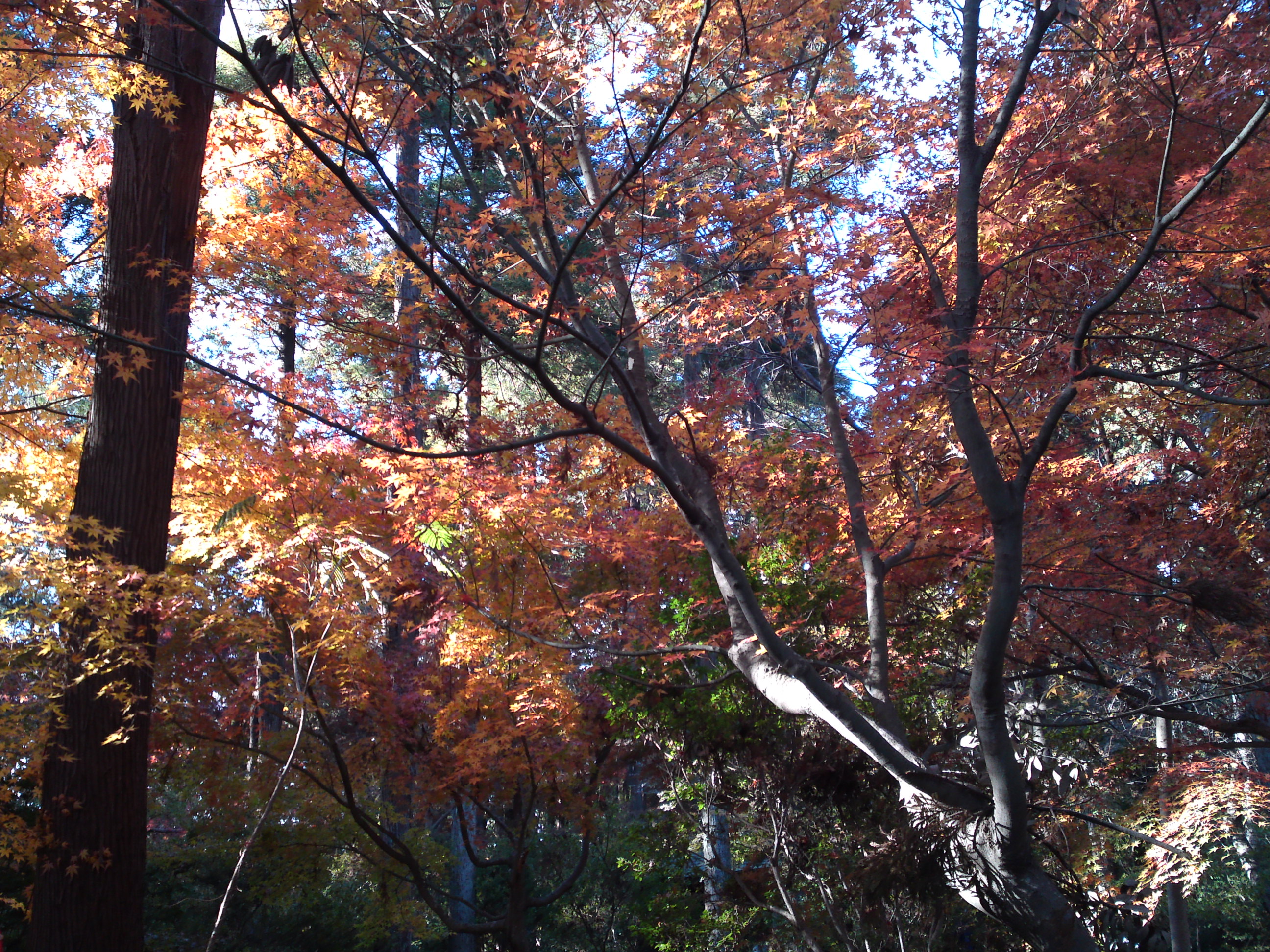 2017年大町自然観察園秋の紅葉山１３