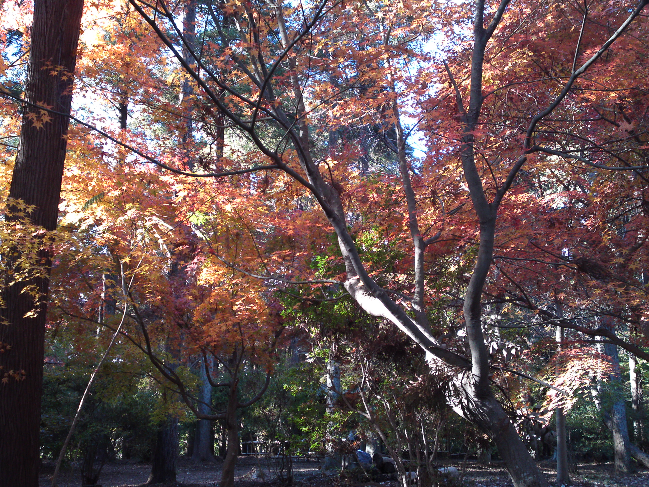 2017年大町自然観察園秋の紅葉山１４