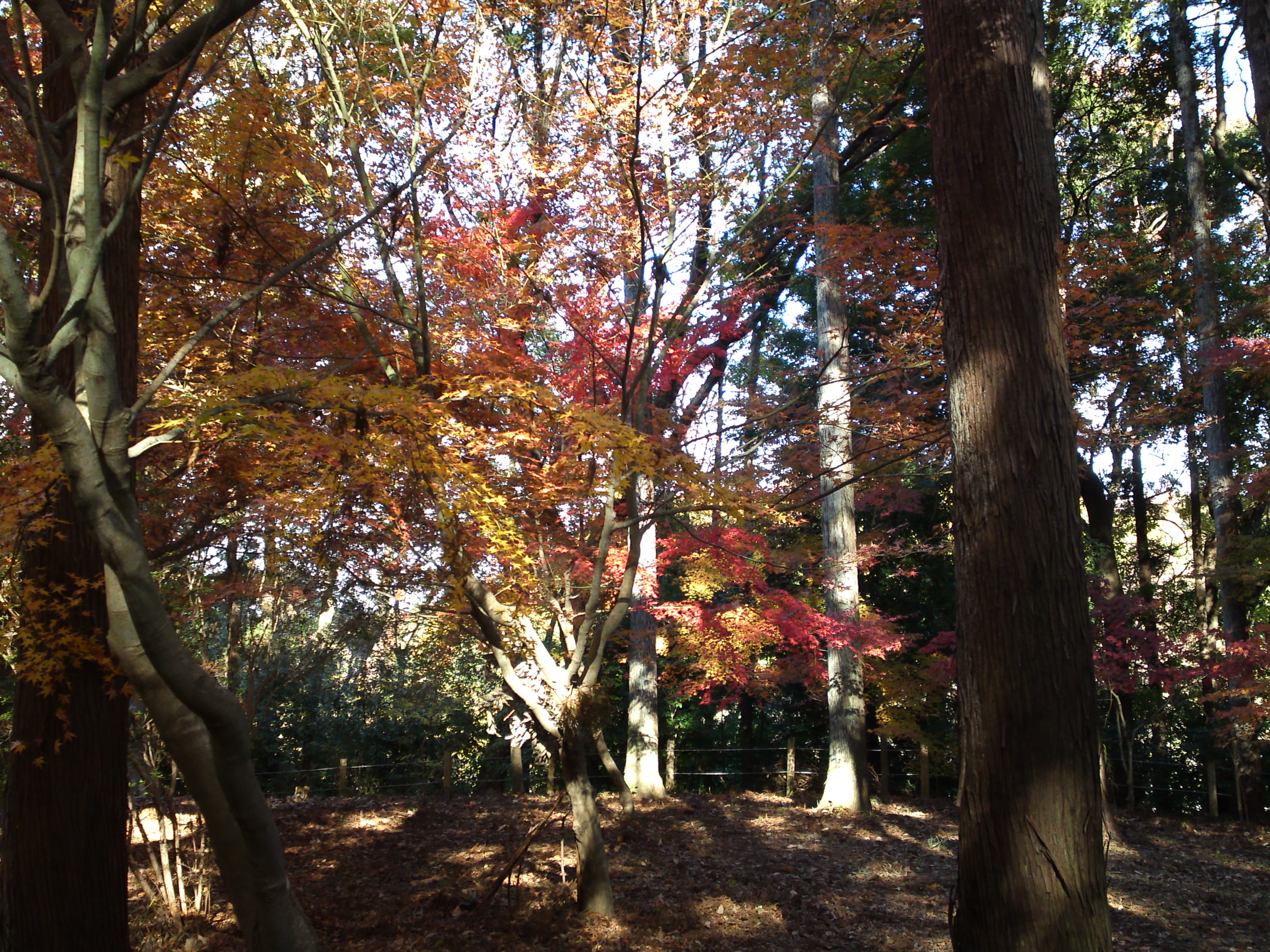 2017年大町自然観察園秋の紅葉山１５