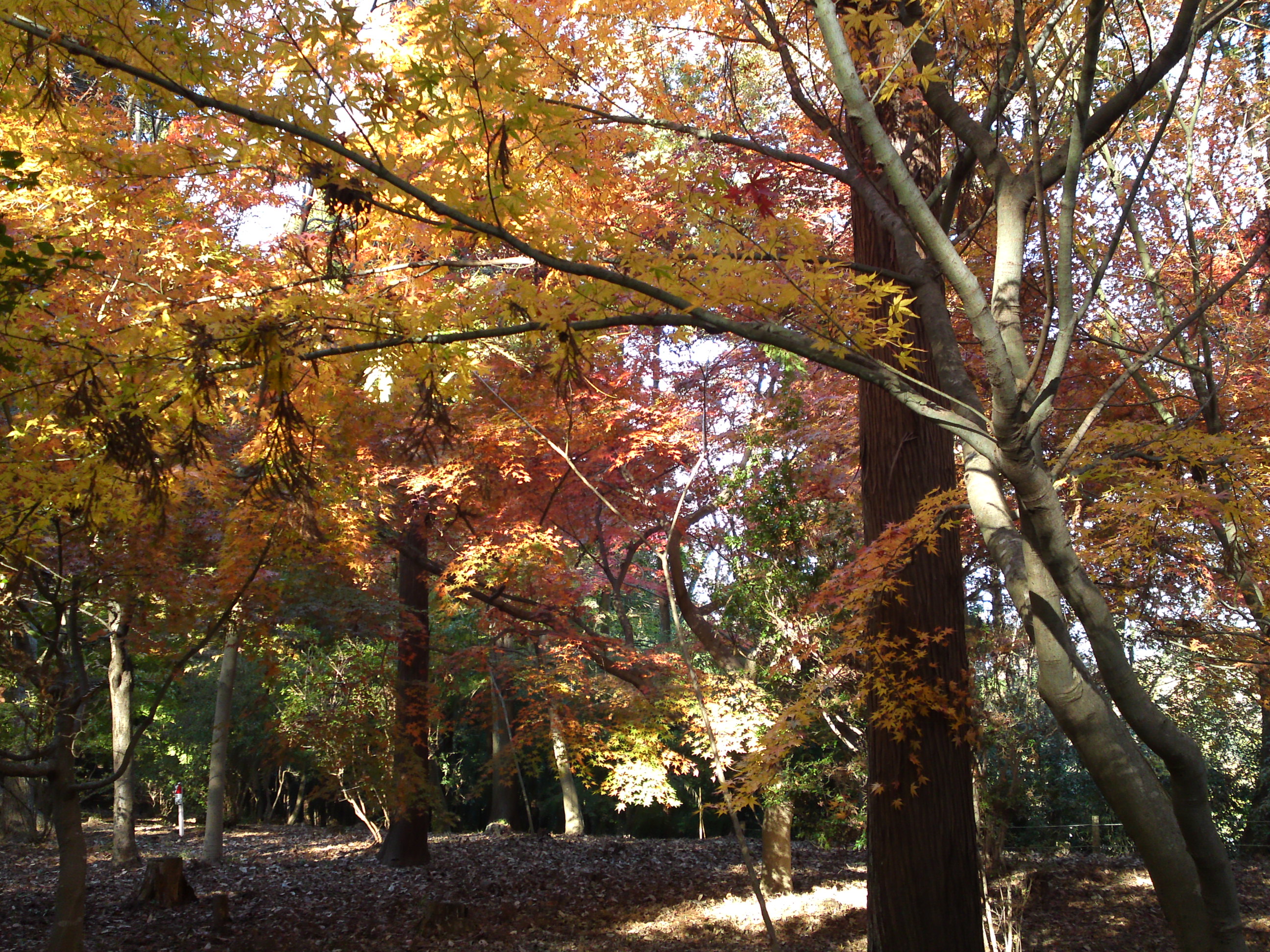 2017年大町自然観察園秋の紅葉山１６