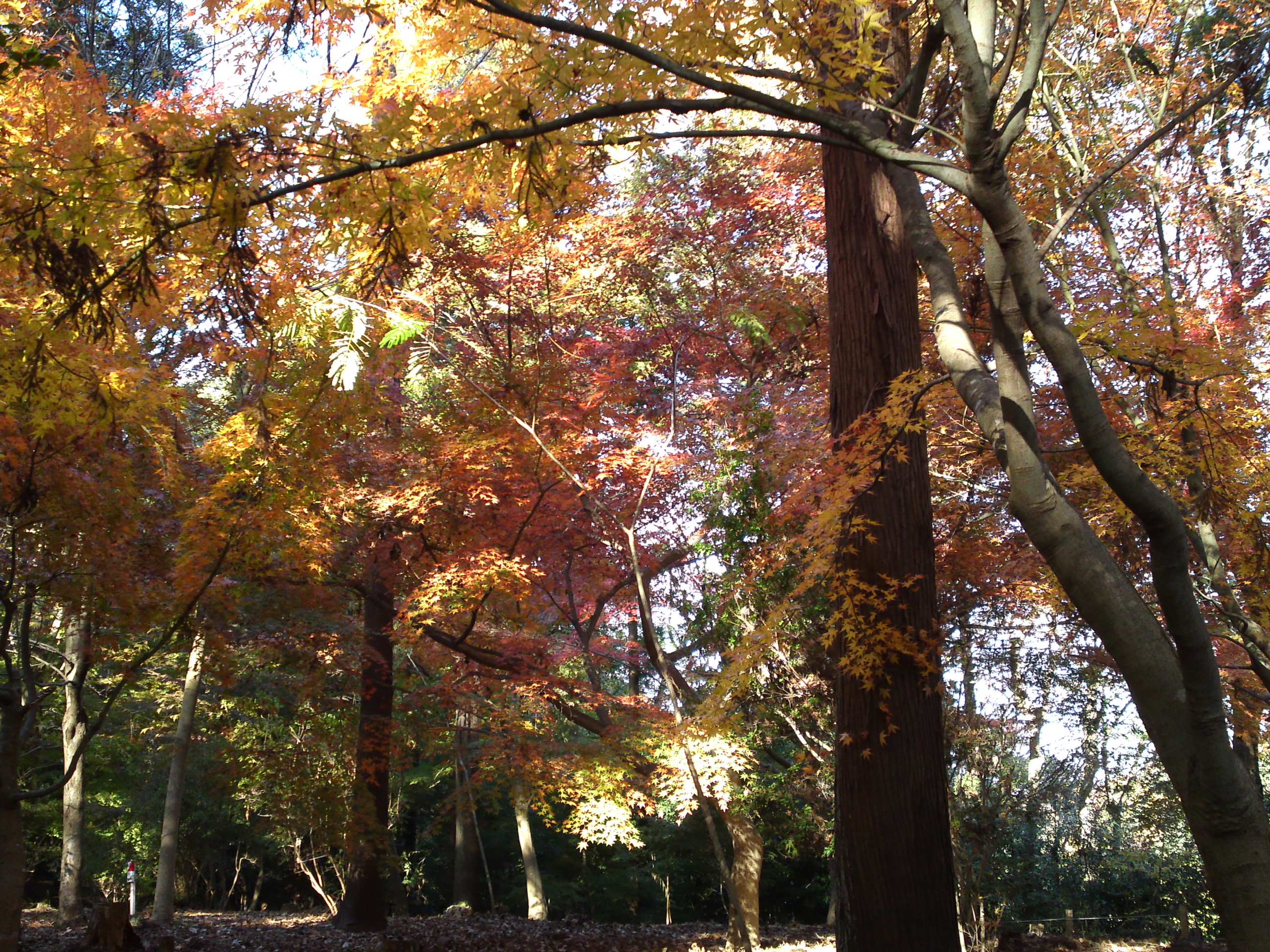 2017年大町自然観察園秋の紅葉山１７