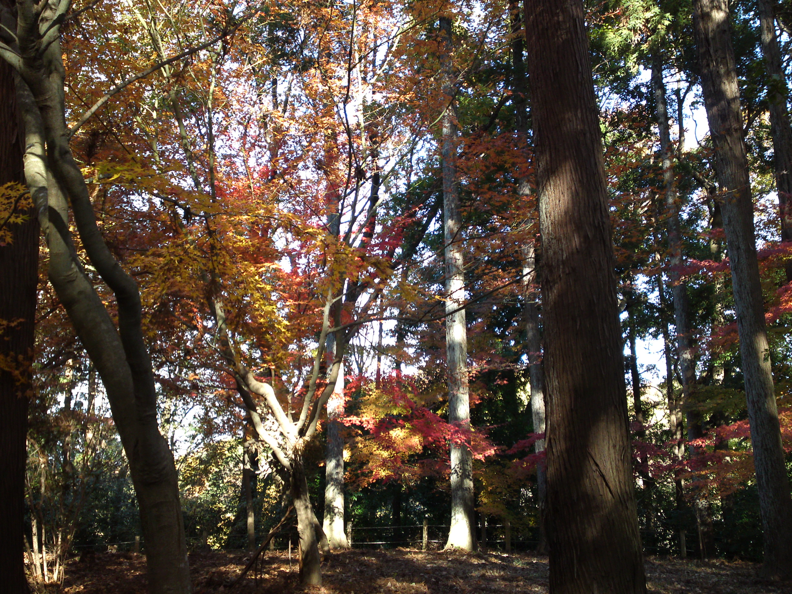 2017年大町自然観察園秋の紅葉山１８