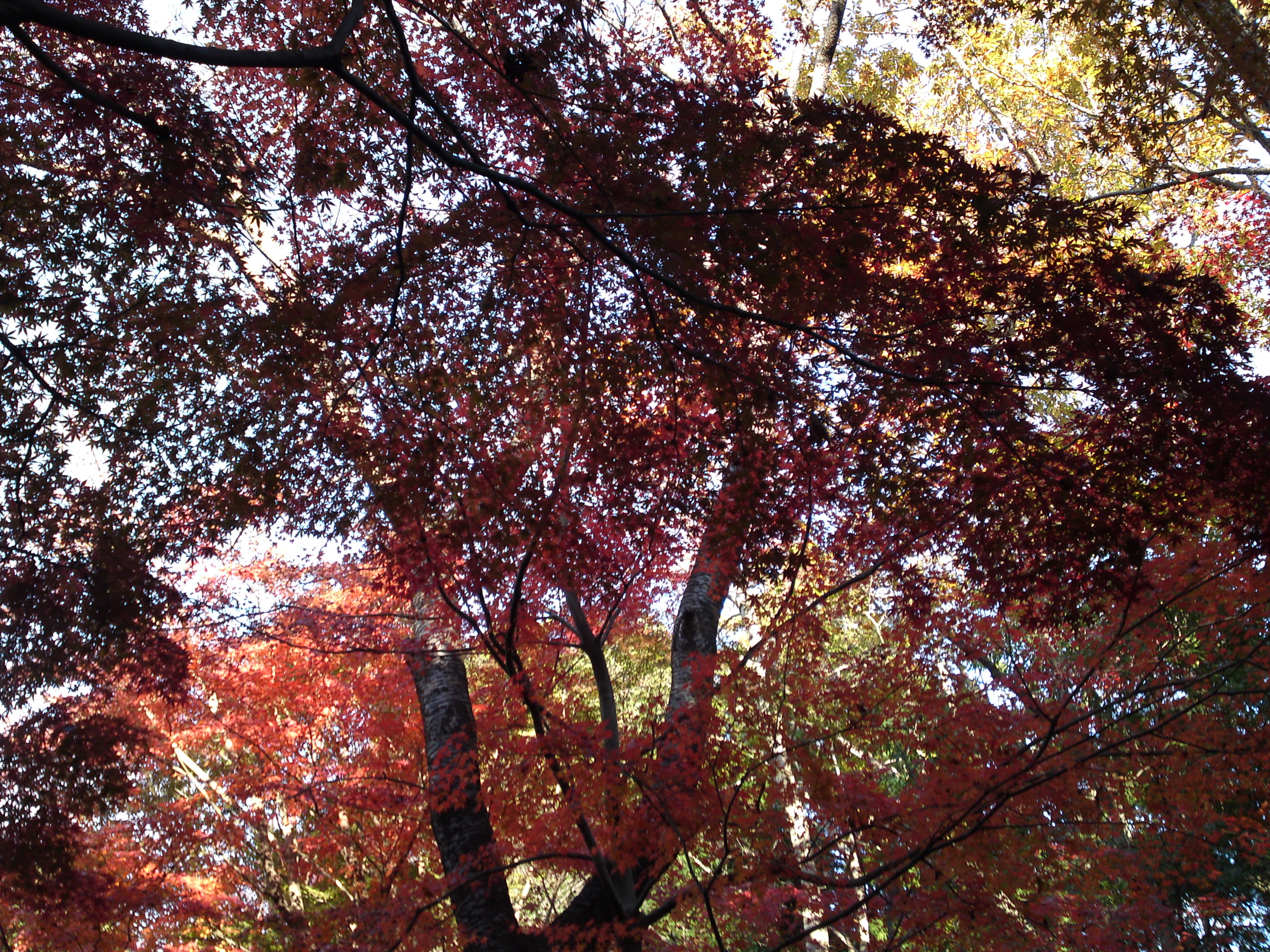 2017年大町自然観察園秋の紅葉山２０