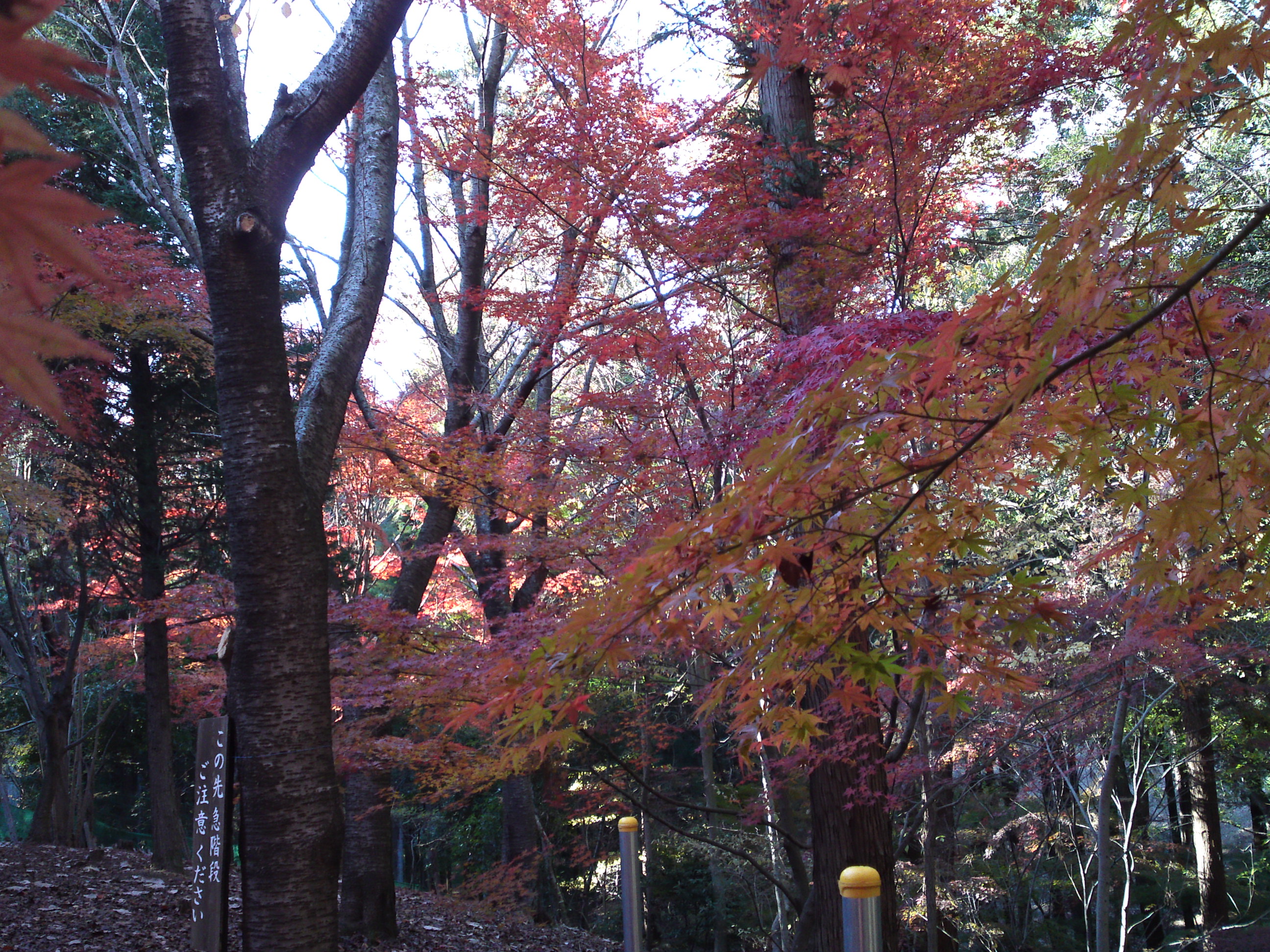 2017年大町自然観察園秋の紅葉山２２