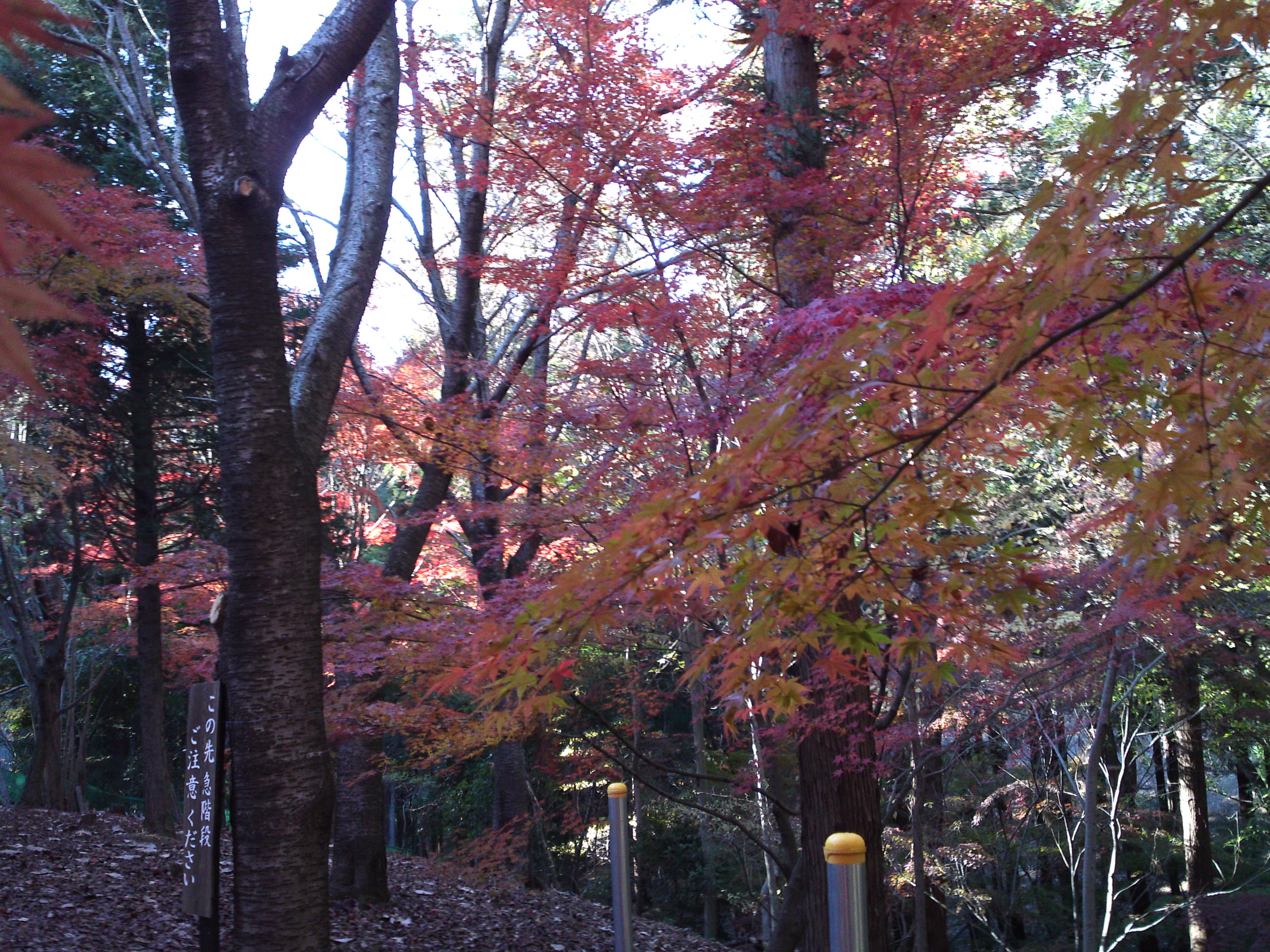 2017年大町自然観察園秋の紅葉山２３