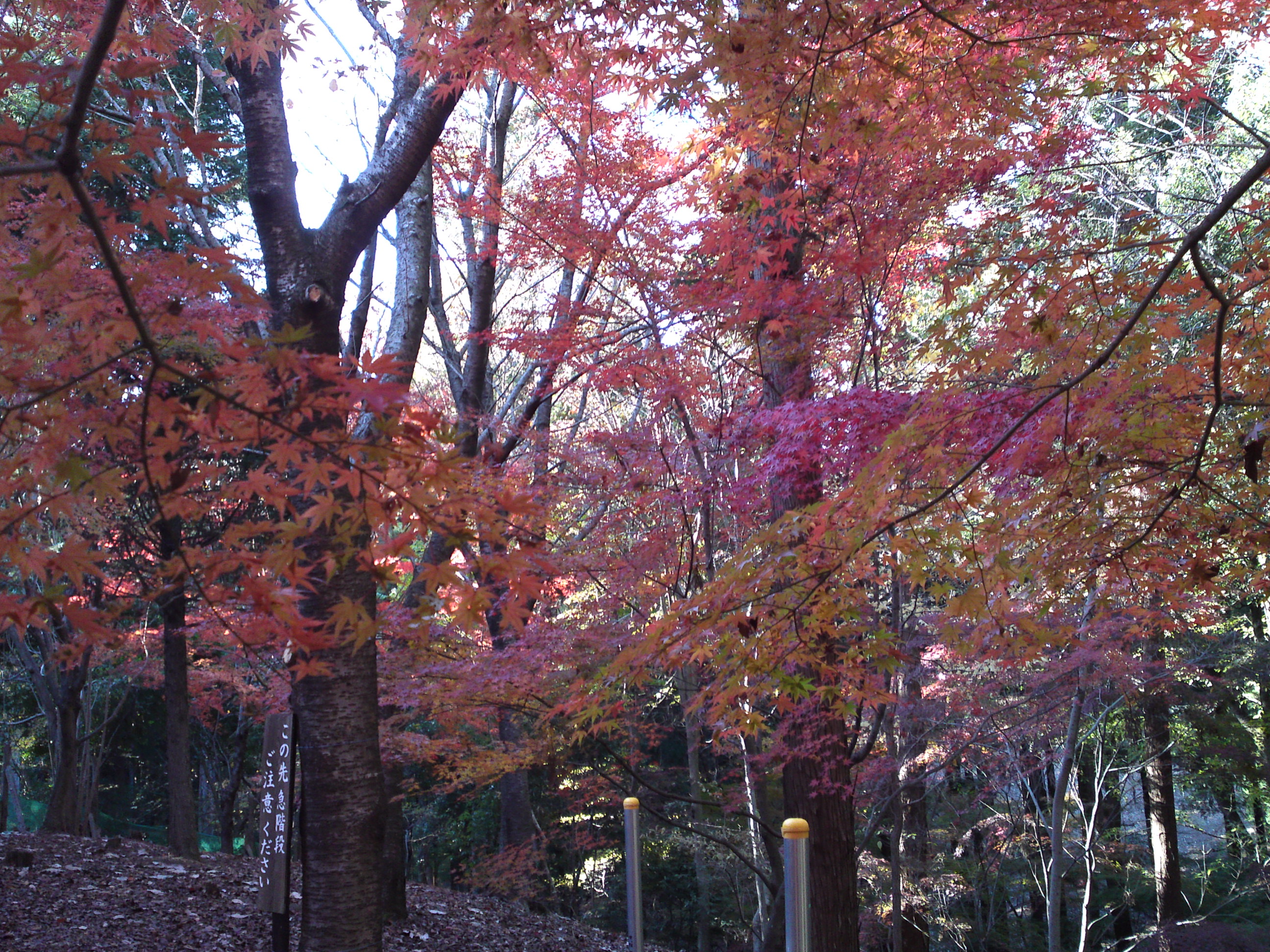 2017年大町自然観察園秋の紅葉山２４