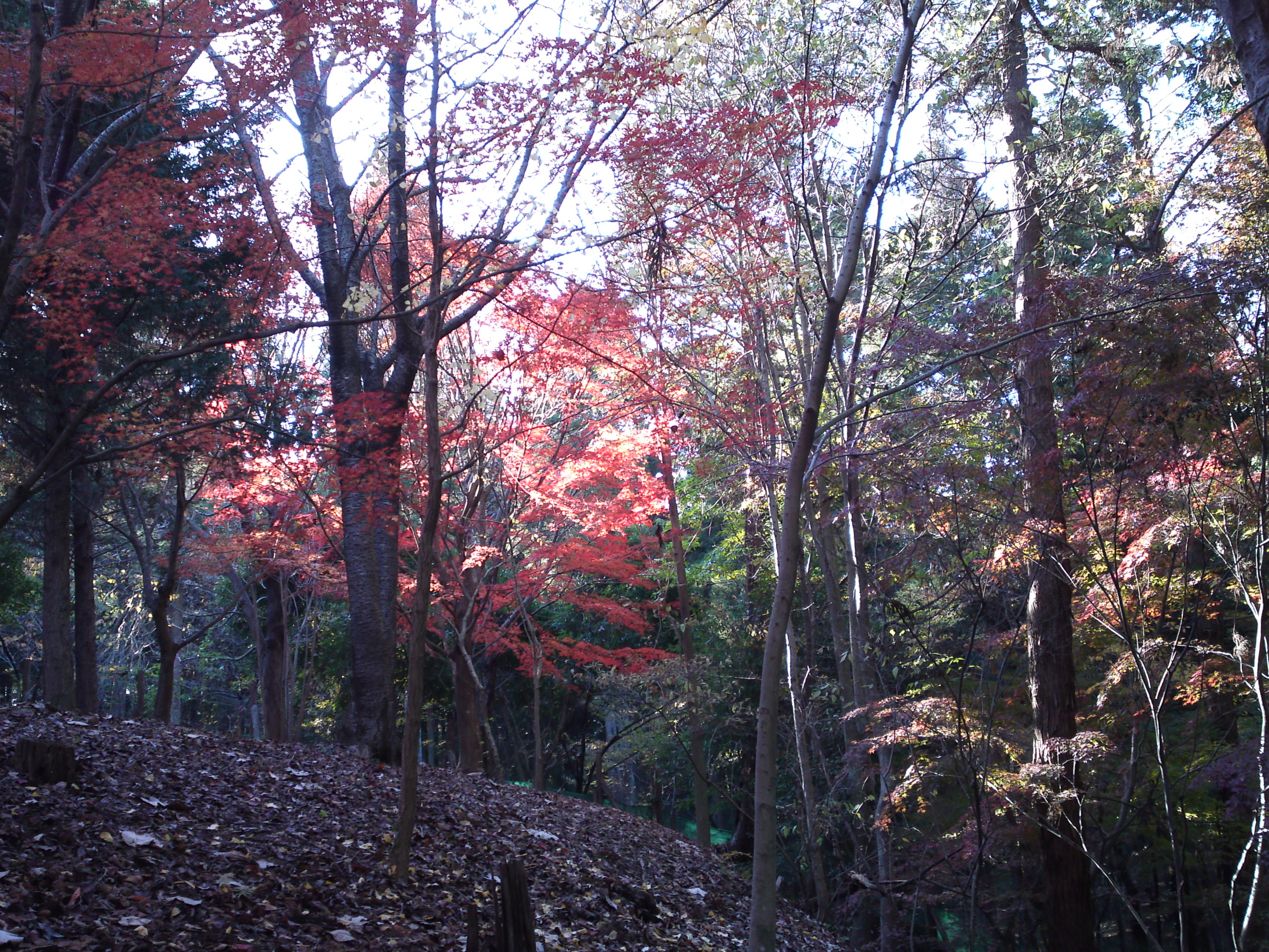 2017年大町自然観察園秋の紅葉山２６