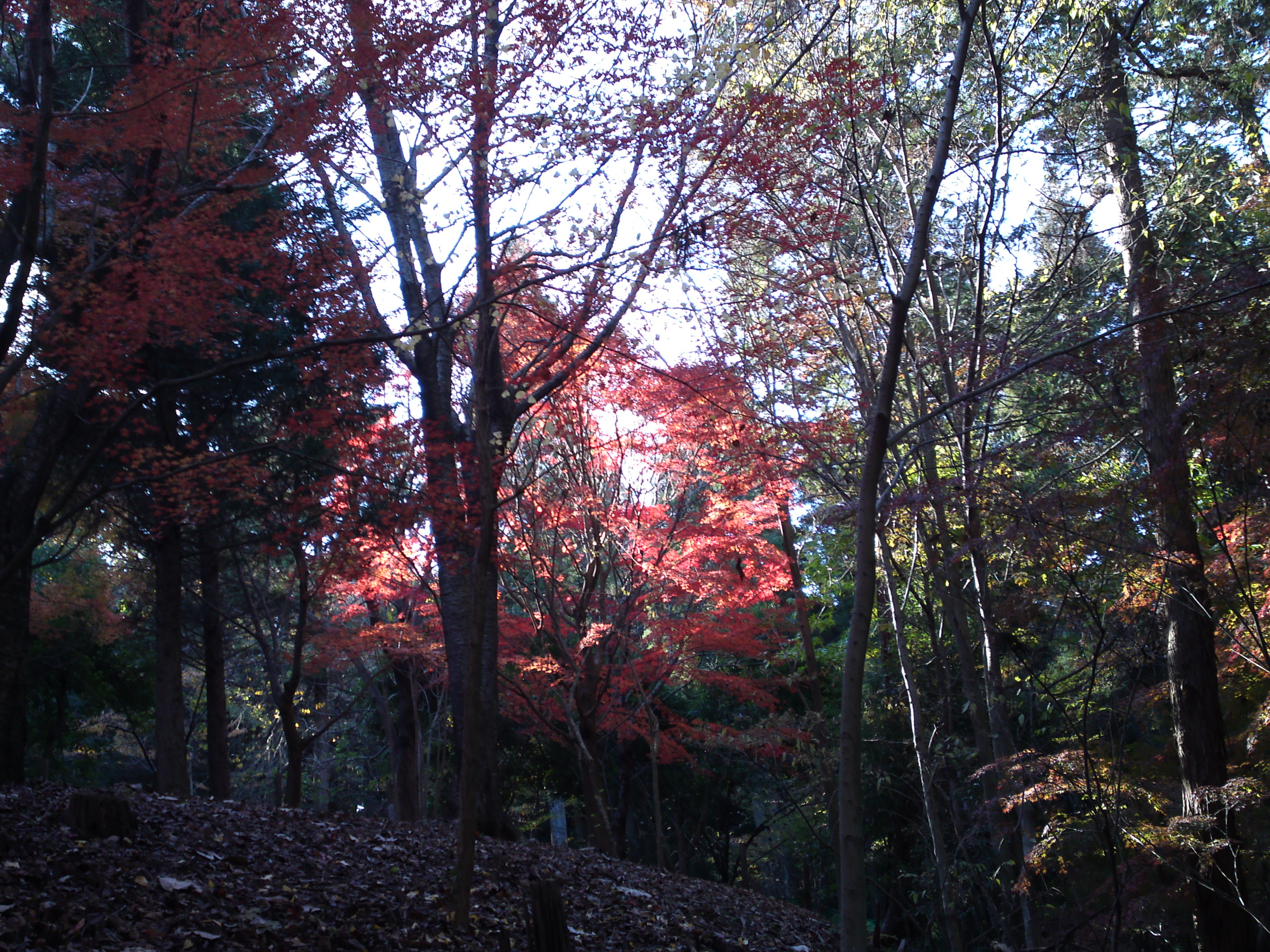 2017年大町自然観察園秋の紅葉山２７