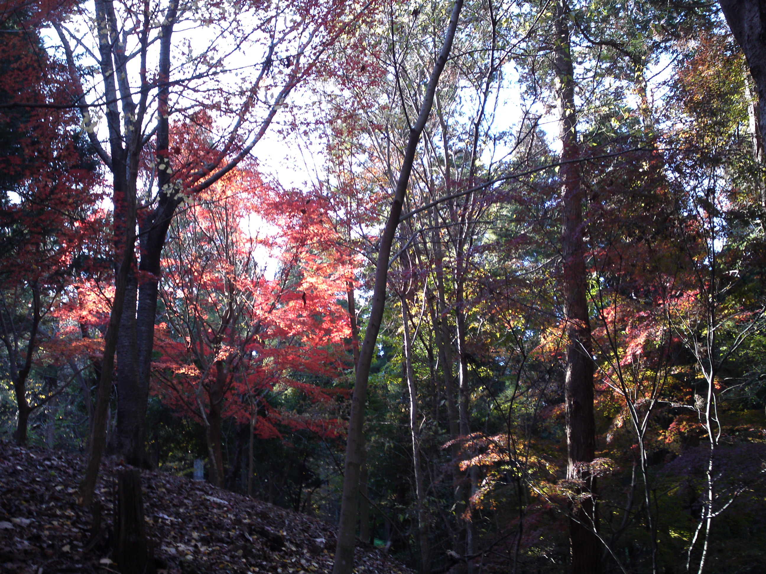 2017年大町自然観察園秋の紅葉山２８