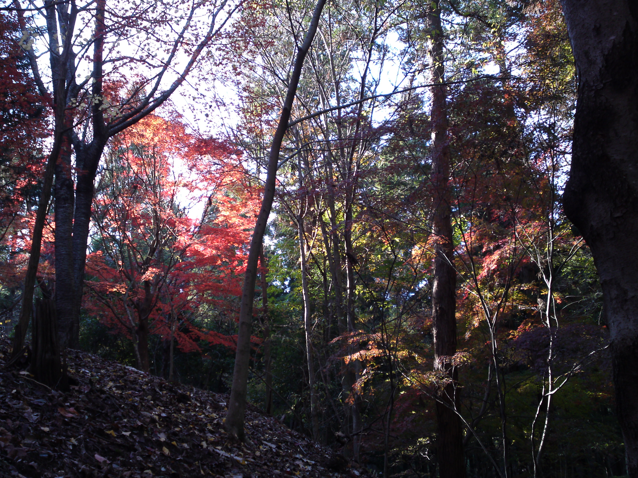 2017年大町自然観察園秋の紅葉山２９